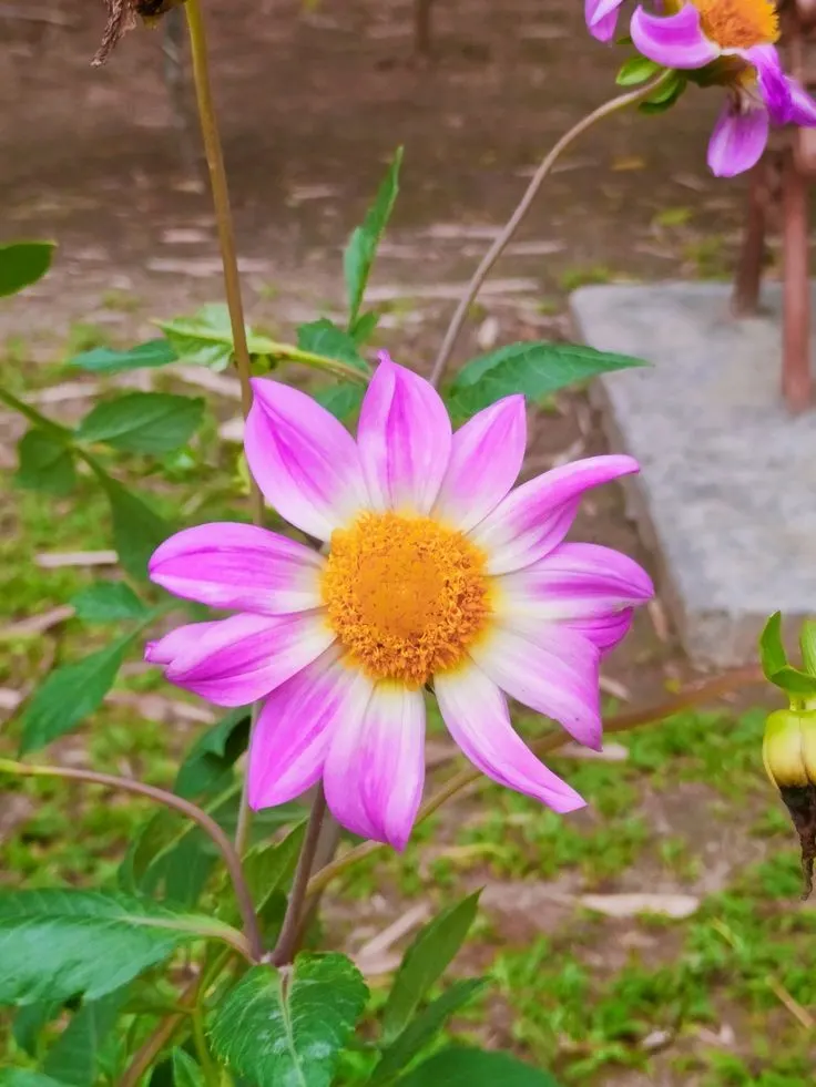 Tree Dahlia, Bell Or Candelabra Dah (Dahlia Imperialis) — Suited for USDA zones 7-10, it requires full sun to partial shade and well-draining soil, image 56