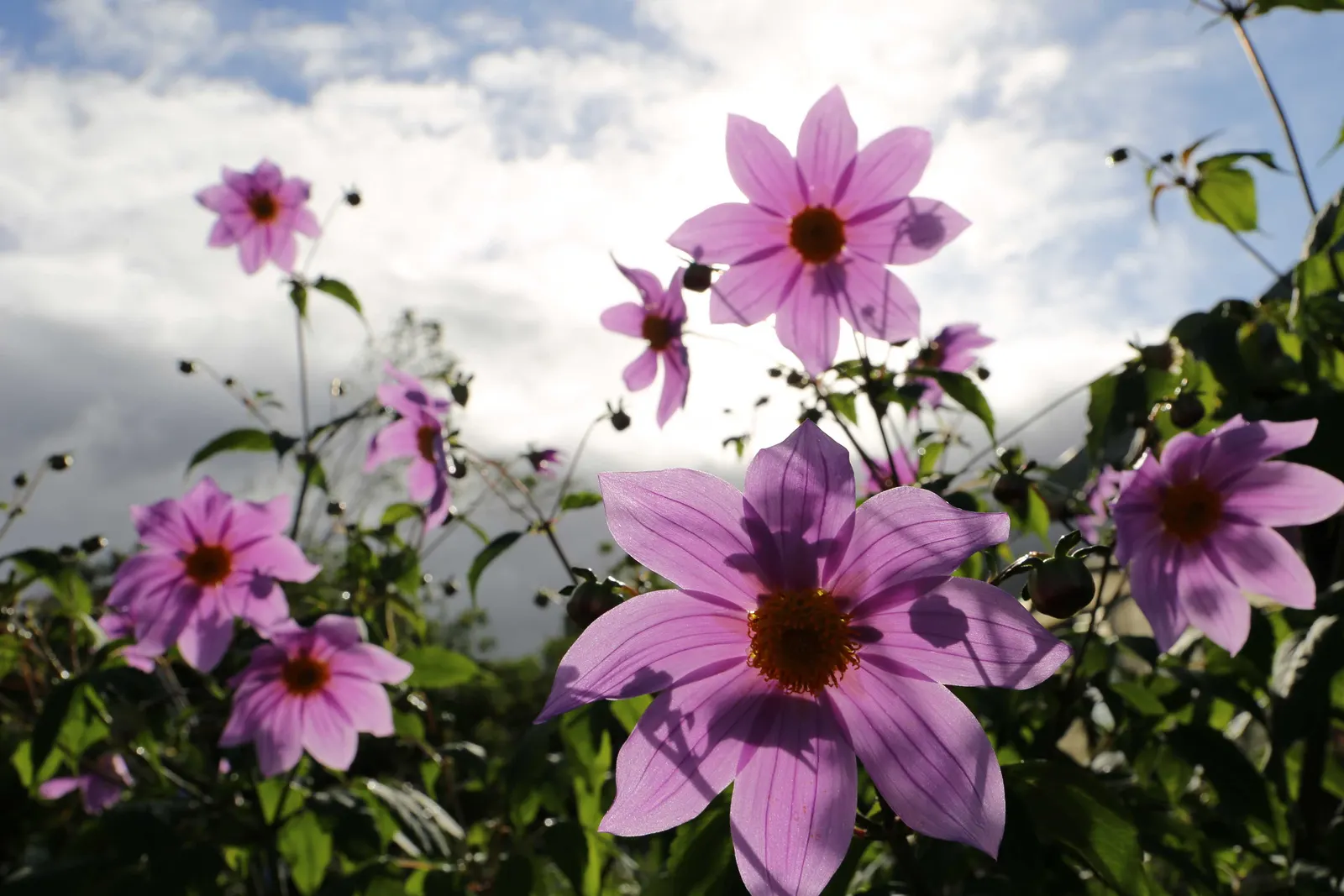 Tree Dahlia, Bell Or Candelabra Dah (Dahlia Imperialis) — which can reach diameters of 4 inches