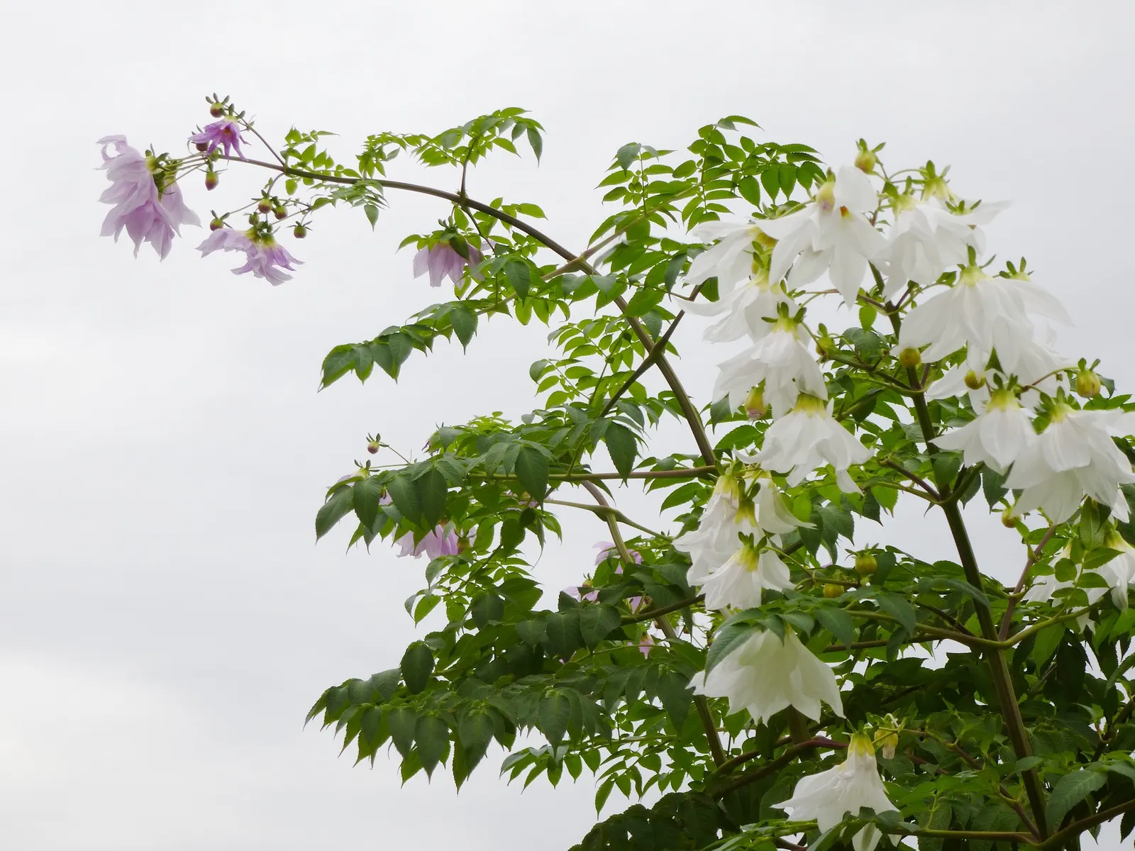 Tree Dahlia, Bell Or Candelabra Dah (Dahlia Imperialis) — the Tree Dahlia comes into its glory; growing to impressive heights of up to 20 feet tall in