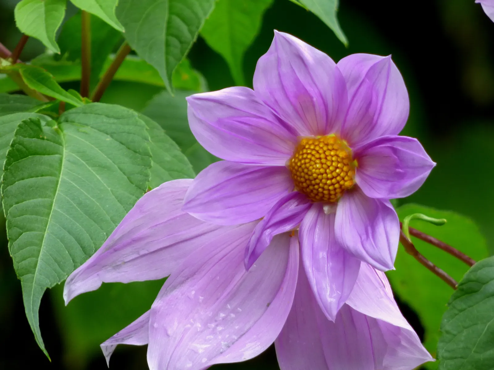 Tree Dahlia, Bell Or Candelabra Dah (Dahlia Imperialis) — the Tree Dahlia makes for a stunning backdrop in the landscape or as a standalone specimen