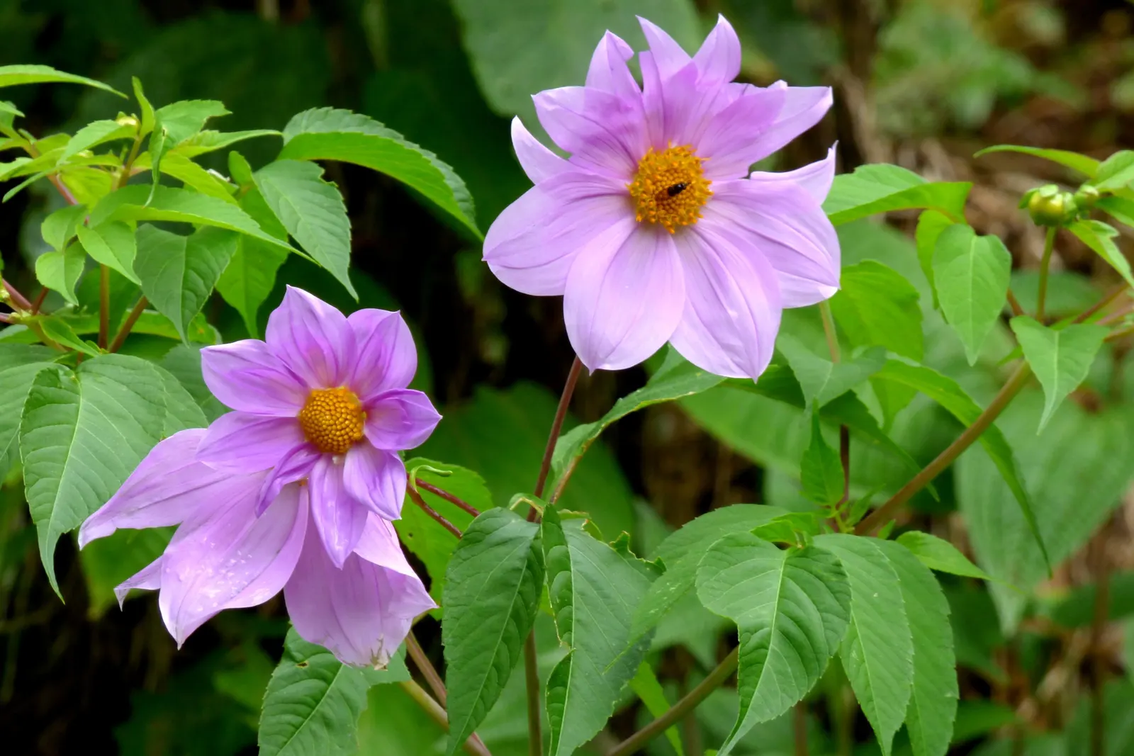 Tree Dahlia, Bell Or Candelabra Dah (Dahlia Imperialis) — These blooms are perched atop the stems