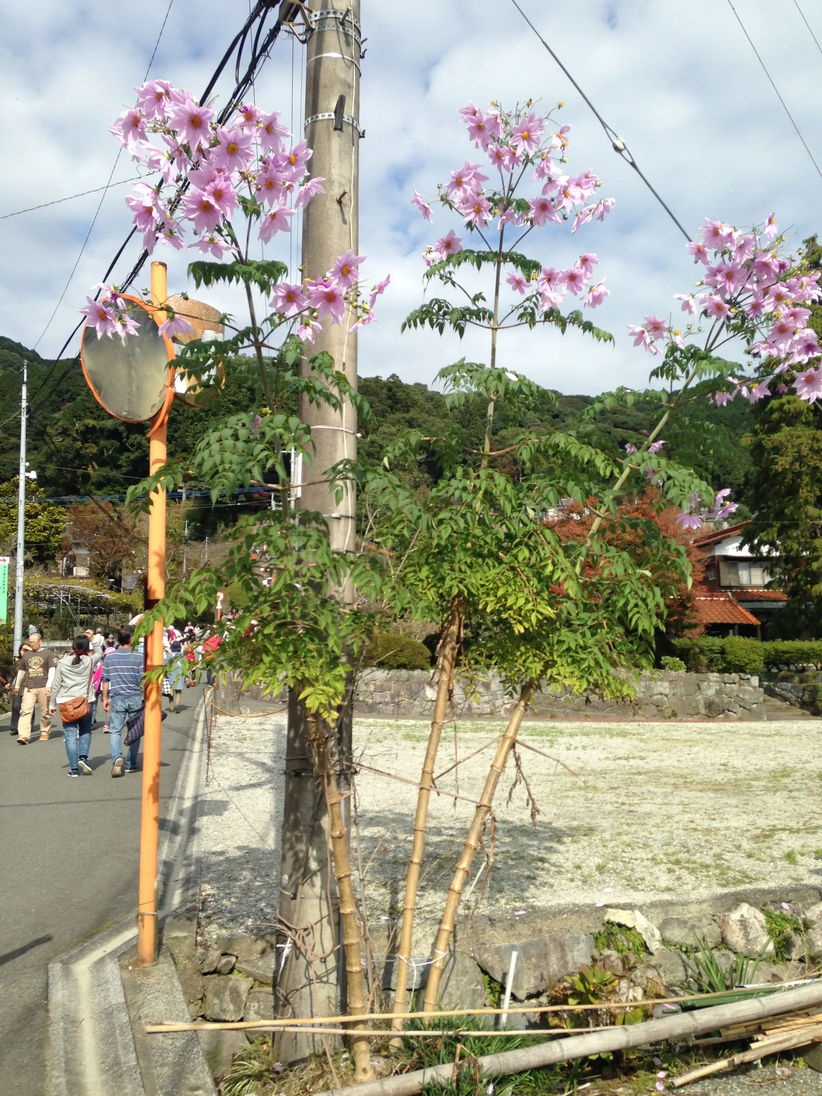 Tree Dahlia, Bell Or Candelabra Dah (Dahlia Imperialis) — boasts lofty heights of up to 20 ft; suited for USDA zones 7-10, it requires full sun to, image 53