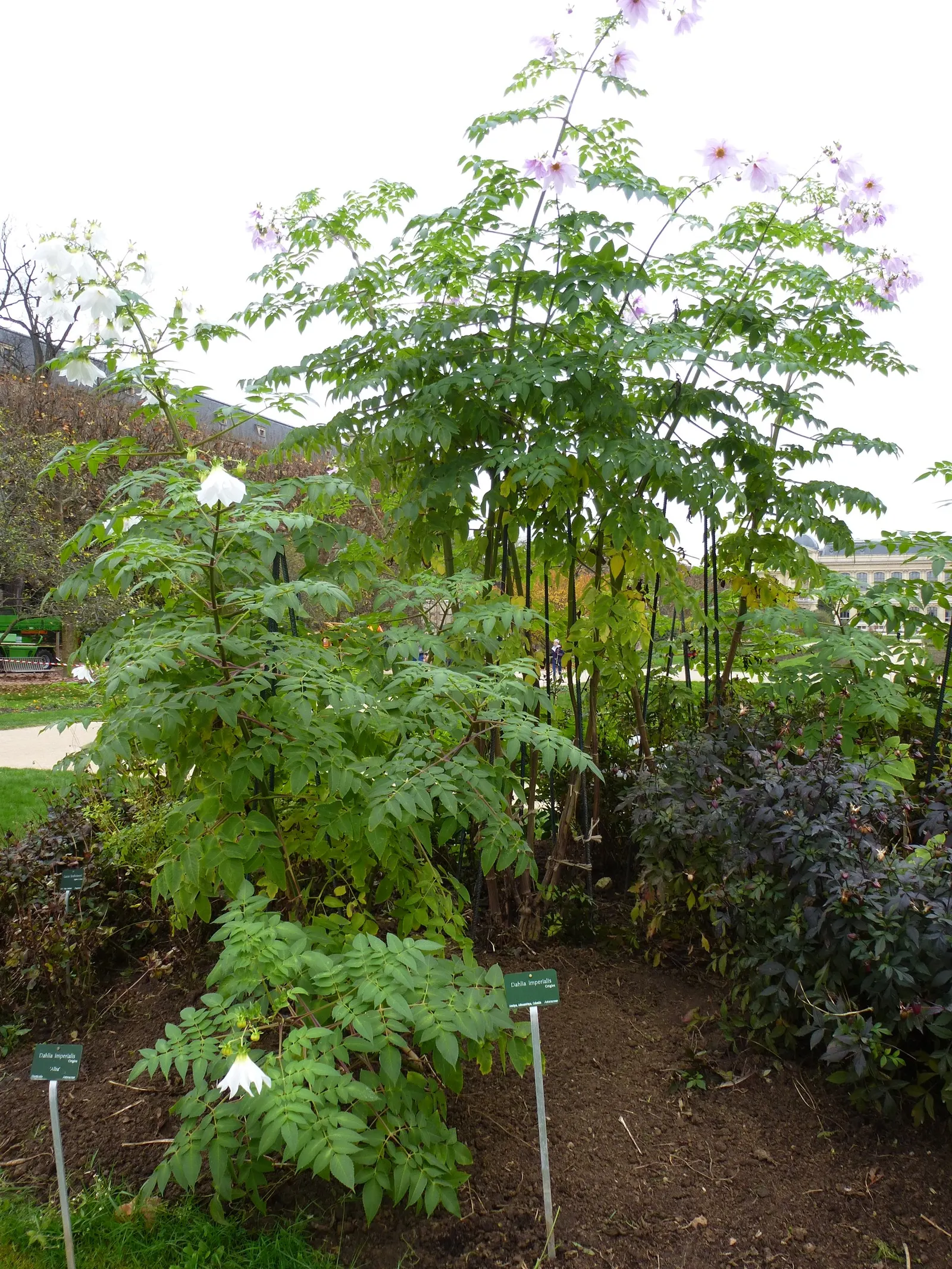 Tree Dahlia, Bell Or Candelabra Dah (Dahlia Imperialis) — This perennial stands out in late fall with its bamboo-like stems