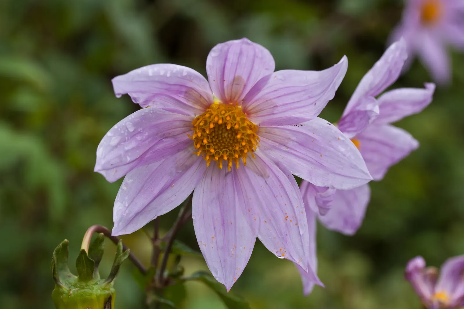 Tree Dahlia, Bell Or Candelabra Dah (Dahlia Imperialis) — this remarkable plant radiates a tropical aura and vertical interest