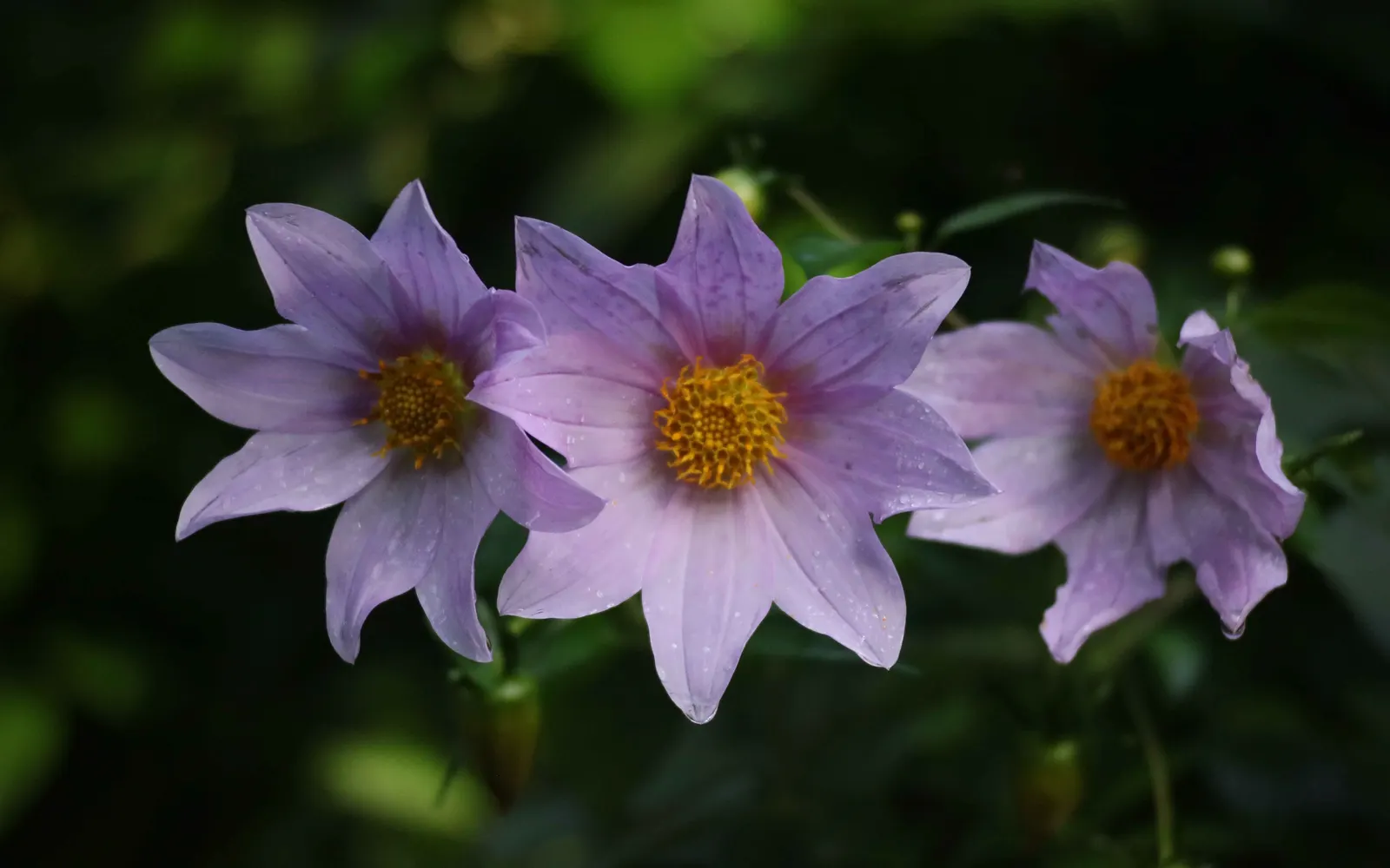 Tree Dahlia, Bell Or Candelabra Dah (Dahlia Imperialis) — making it an ideal choice for a focal point in a spacious garden setting