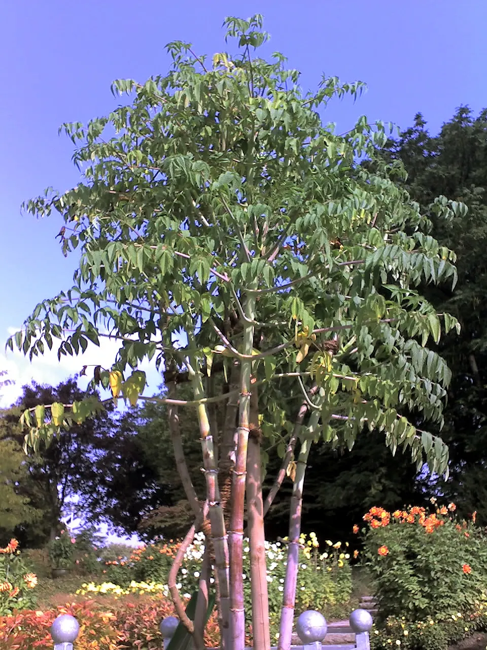 Tree Dahlia, Bell Or Candelabra Dah (Dahlia Imperialis) — perennial for full or half