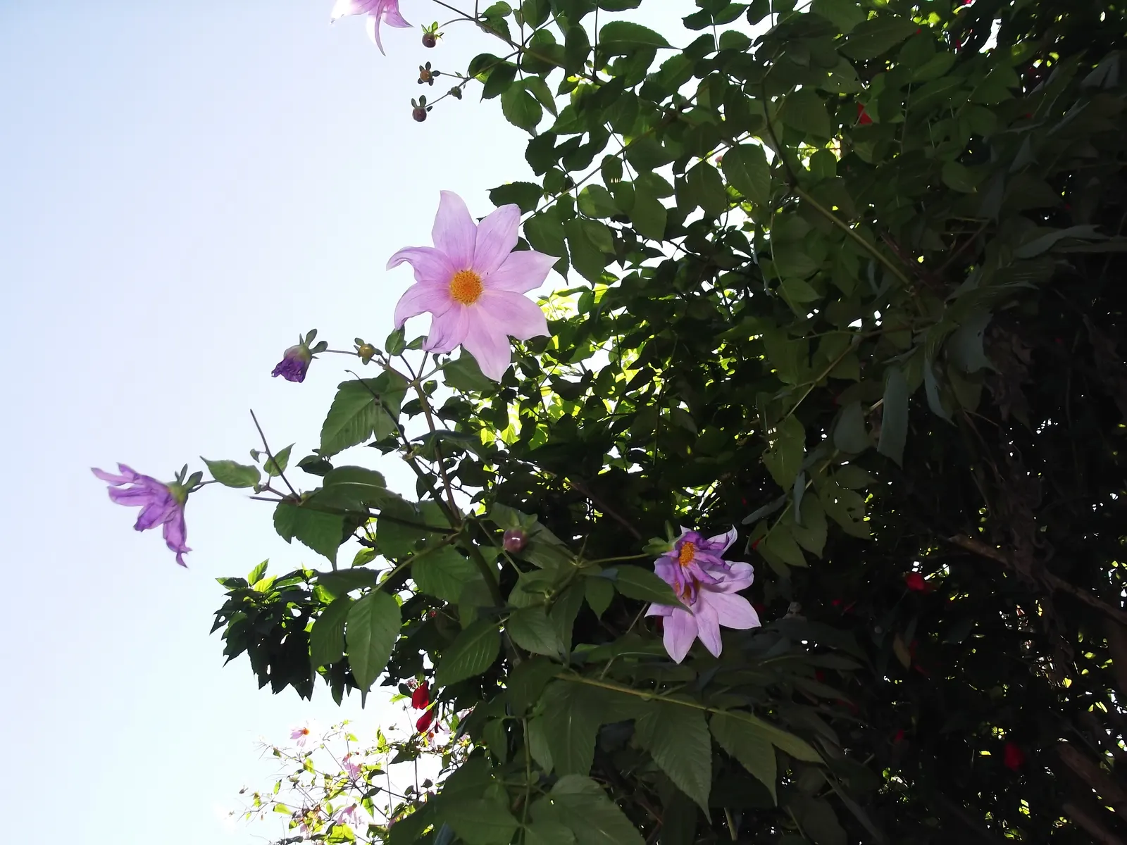 Tree Dahlia, Bell Or Candelabra Dah (Dahlia Imperialis) — delicate lavender to white blooms measuring 6-8 in across