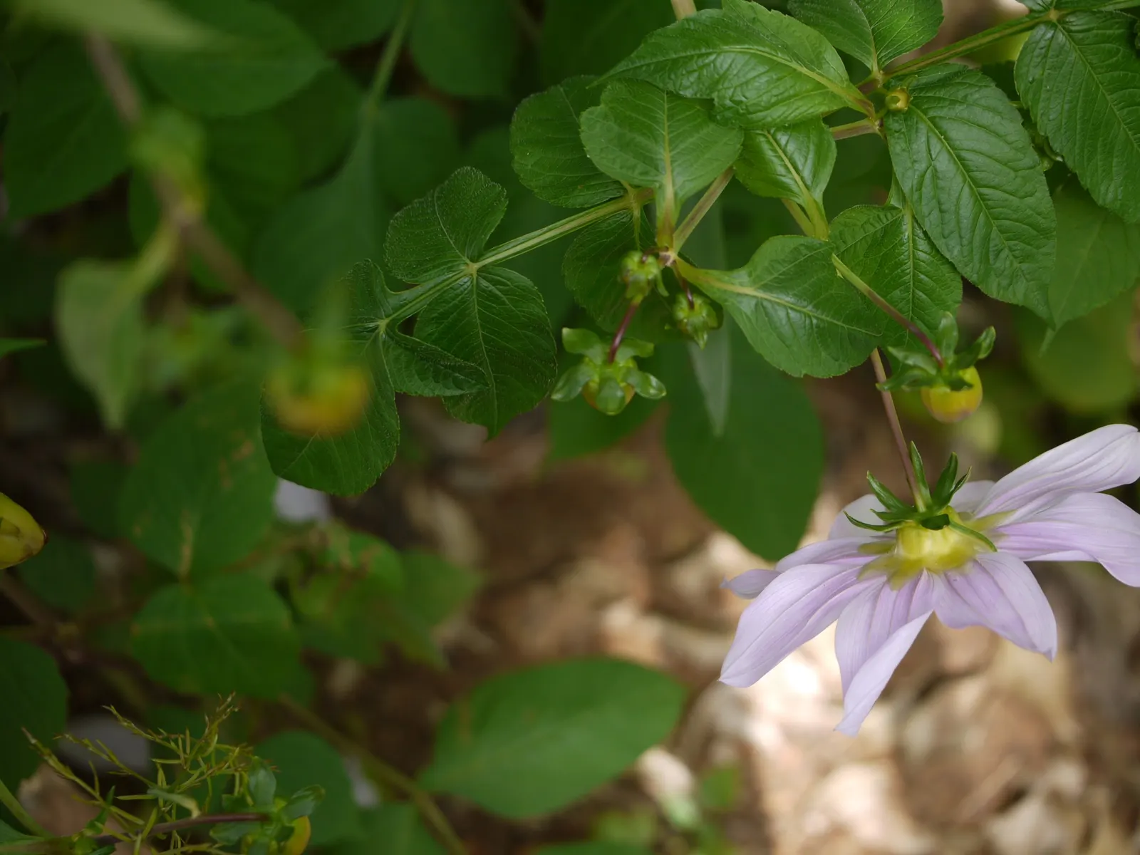 Tree Dahlia, Bell Or Candelabra Dah (Dahlia Imperialis) — though it is moderately drought-tolerant once established; perennial for full or half