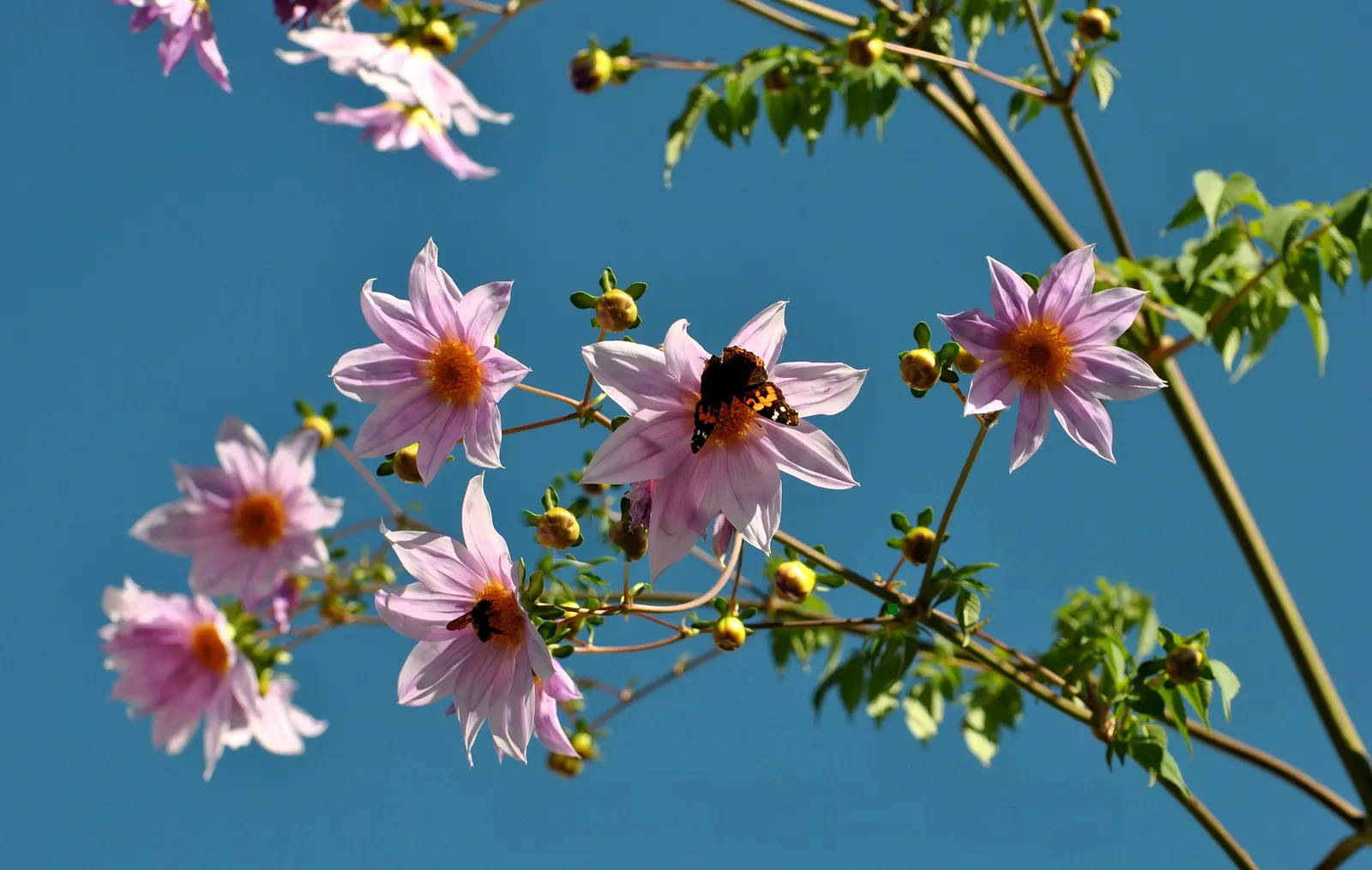 Tree Dahlia, Bell Or Candelabra Dah (Dahlia Imperialis) — This plant creates a striking visual statement and is sure to captivate onlookers; the Tree Dahlia