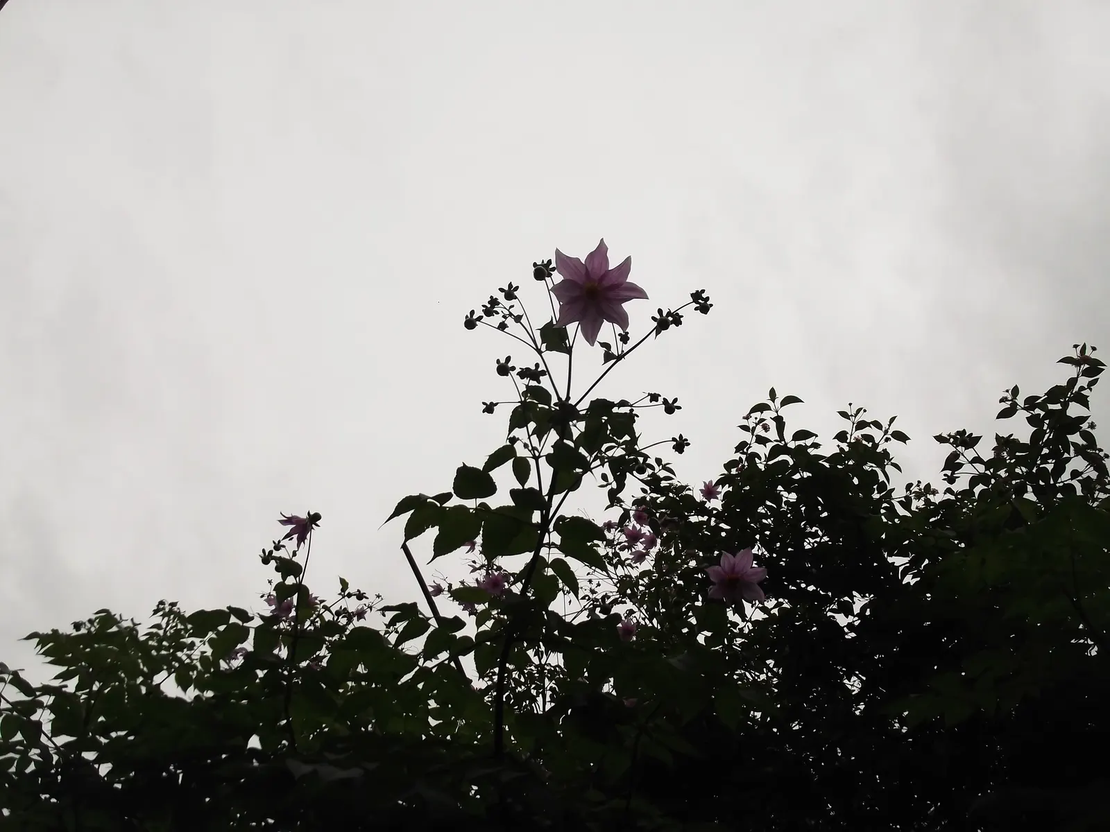 Tree Dahlia, Bell Or Candelabra Dah (Dahlia Imperialis) — Frost-sensitive, it makes a stunning backdrop or accent in a sheltered area of the garden; commonly