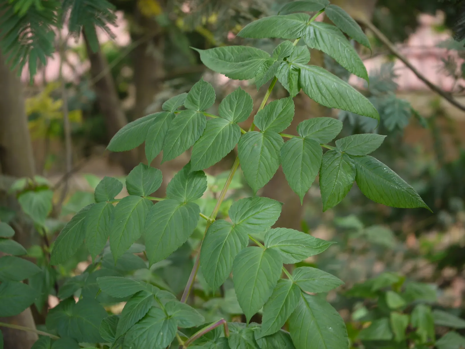 Tree Dahlia, Bell Or Candelabra Dah (Dahlia Imperialis) — commonly known as Tree Dahlia; the Tree Dahlia comes into its glory, image 58