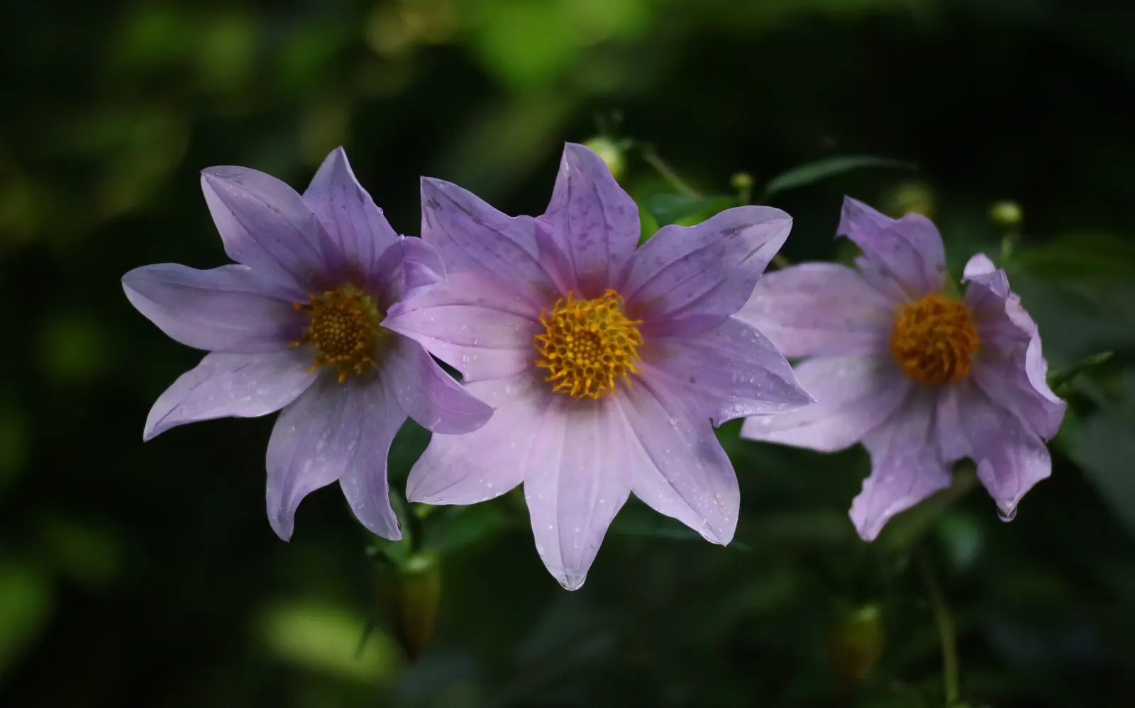 Tree Dahlia, Bell Or Candelabra Dah (Dahlia Imperialis) — multi-colored and purple flowers in the garden; this remarkable plant radiates a tropical aura and