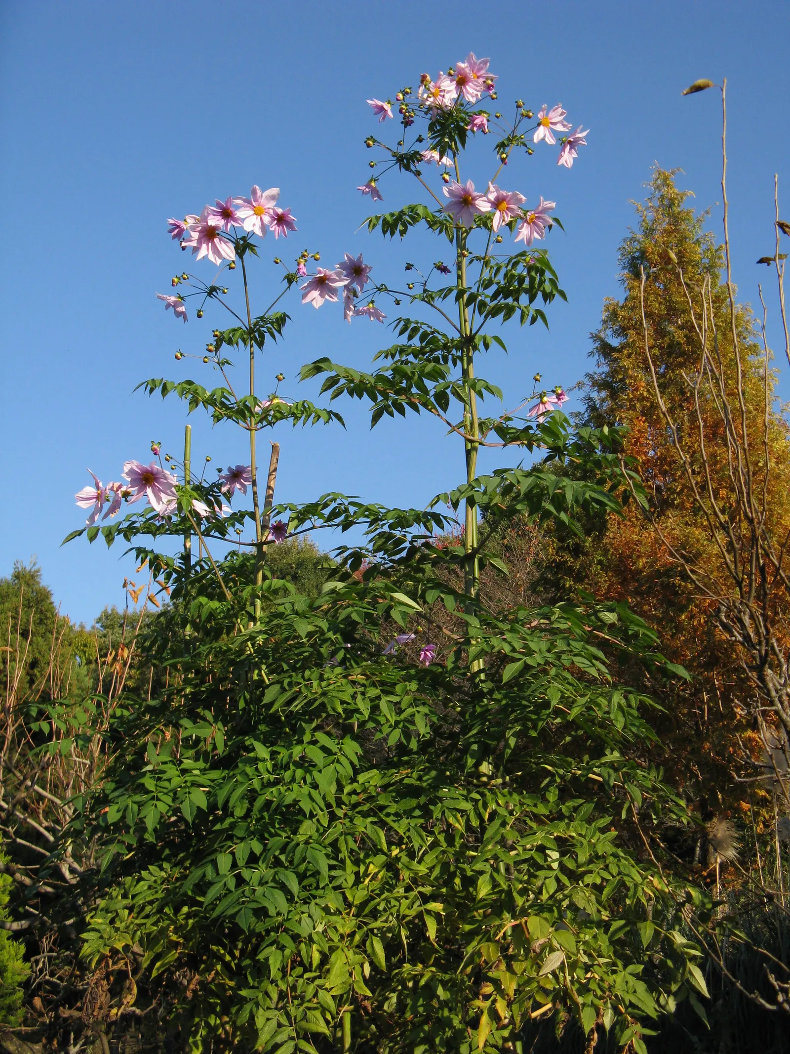 Tree Dahlia, Bell Or Candelabra Dah (Dahlia Imperialis) — just as many flowers begin to wane; this perennial stands out in late fall with its bamboo-like stems