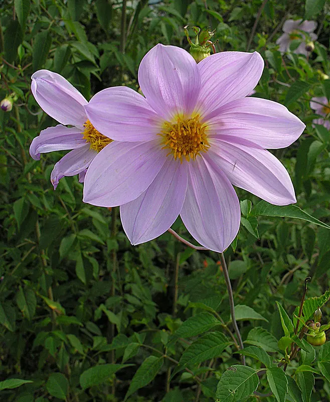Tree Dahlia, Bell Or Candelabra Dah (Dahlia Imperialis) — perennial for full or half; making it an ideal choice for a focal point in a spacious garden setting