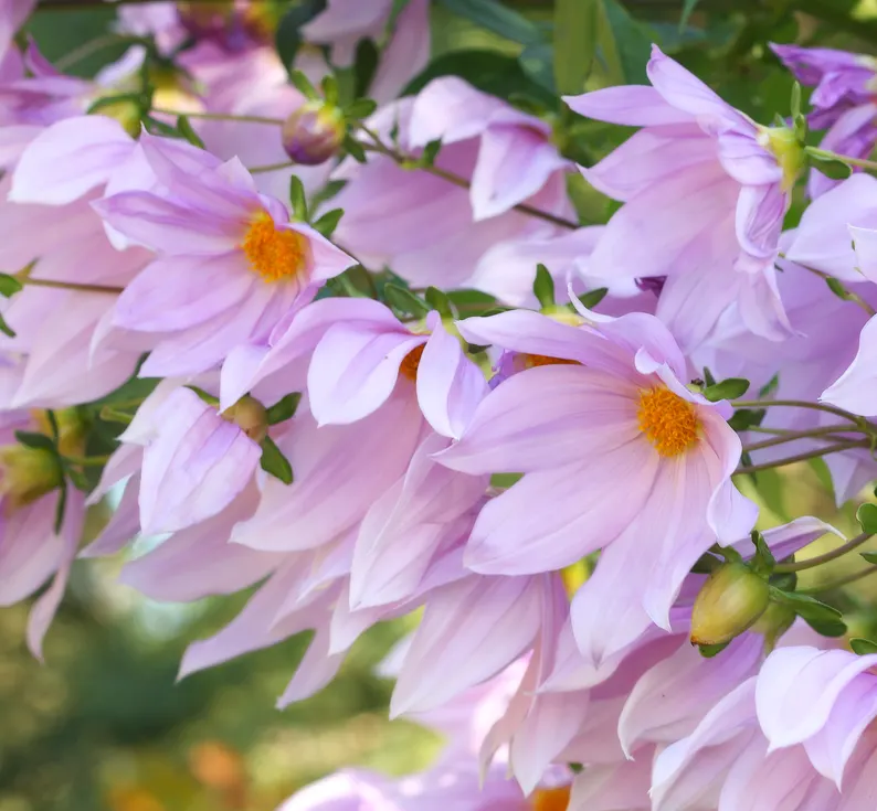 Tree Dahlia, Bell Or Candelabra Dah (Dahlia Imperialis) — making it an ideal choice for a focal point in a spacious garden setting; delicate lavender to white