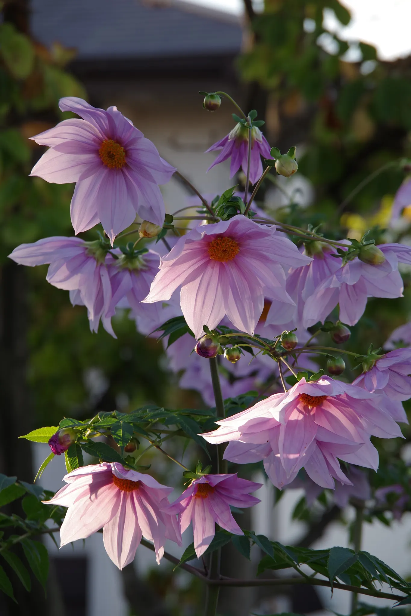 Tree Dahlia, Bell Or Candelabra Dah (Dahlia Imperialis) — boasts lofty heights of up to 20 ft
