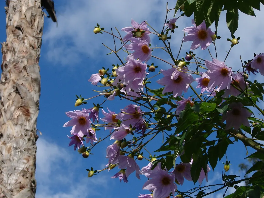 Tree Dahlia, Bell Or Candelabra Dah (Dahlia Imperialis) — this remarkable plant radiates a tropical aura and vertical interest; hailing from Central America