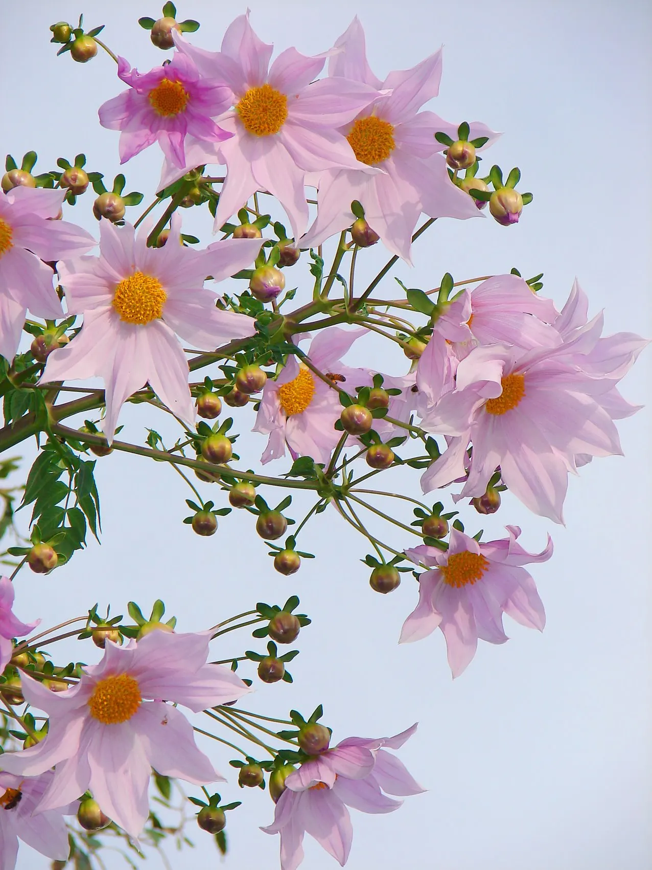 Tree Dahlia, Bell Or Candelabra Dah (Dahlia Imperialis) — Suited for USDA zones 7-10, it requires full sun to partial shade and well-draining soil; perennial