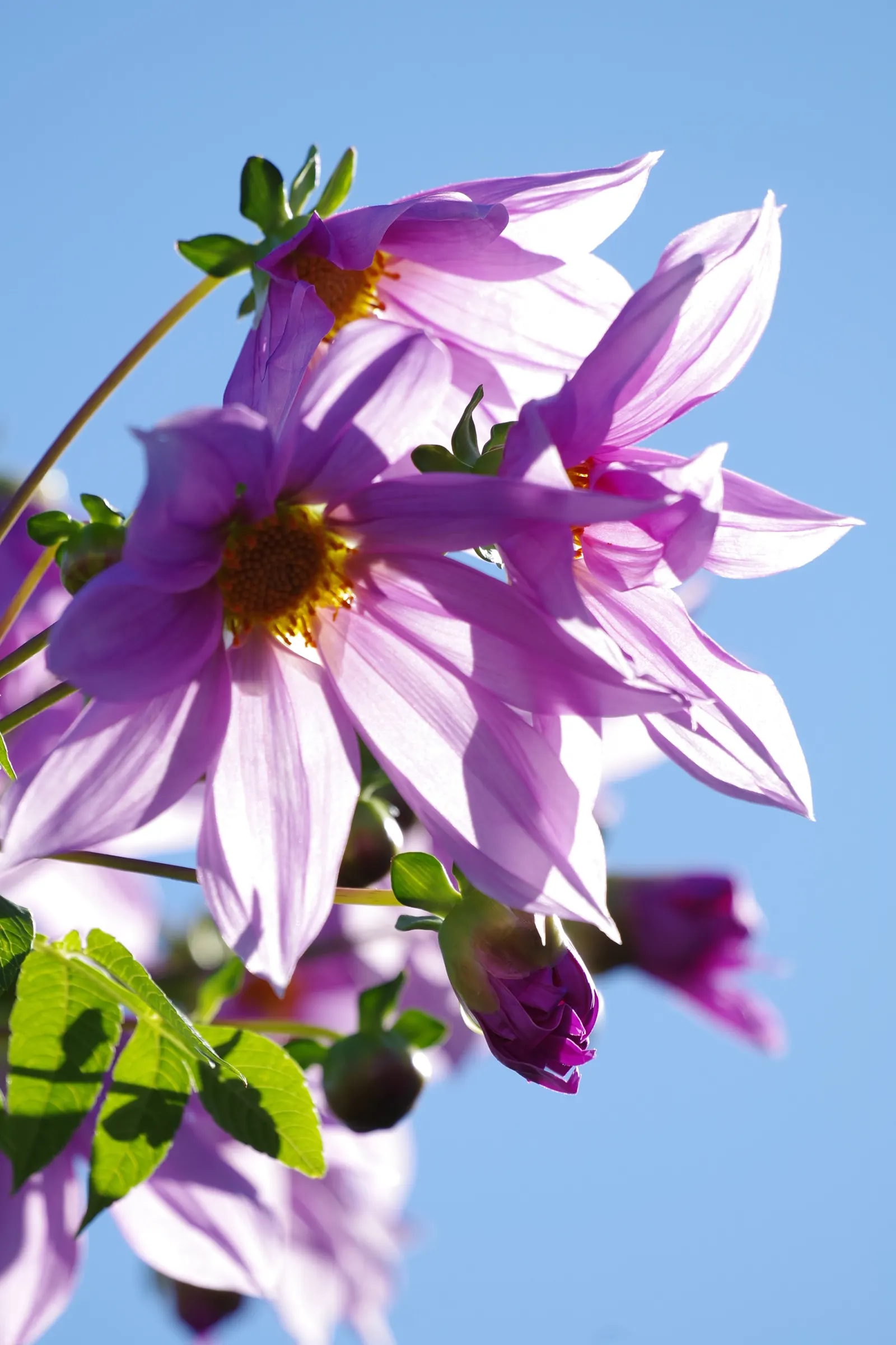 Tree Dahlia, Bell Or Candelabra Dah (Dahlia Imperialis) — This perennial stands out in late fall with its bamboo-like stems; the Tree Dahlia thrives in