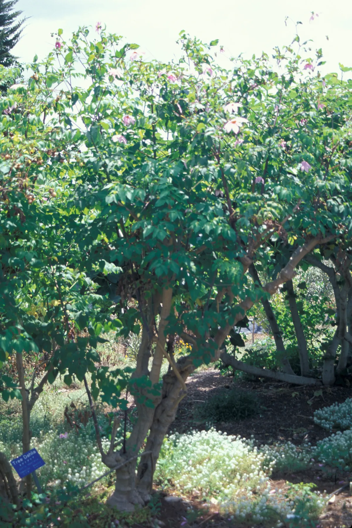 Tree Dahlia, Bell Or Candelabra Dah (Dahlia Imperialis) — this remarkable plant radiates a tropical aura and vertical interest; hailing from, image 61