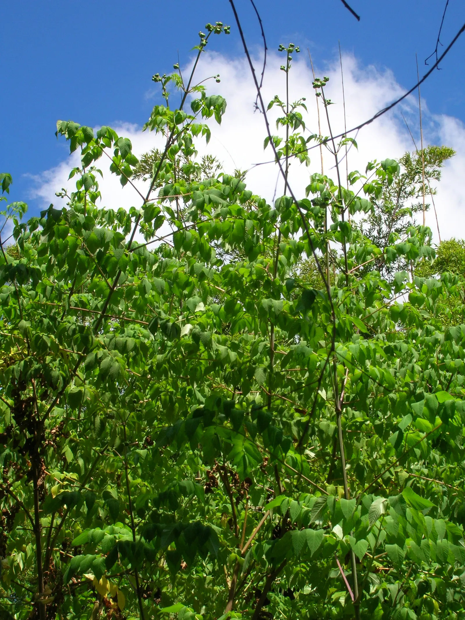 Tree Dahlia, Bell Or Candelabra Dah (Dahlia Imperialis) — growing to impressive heights of up to 20 feet tall in favorable conditions; or sometimes, image 62
