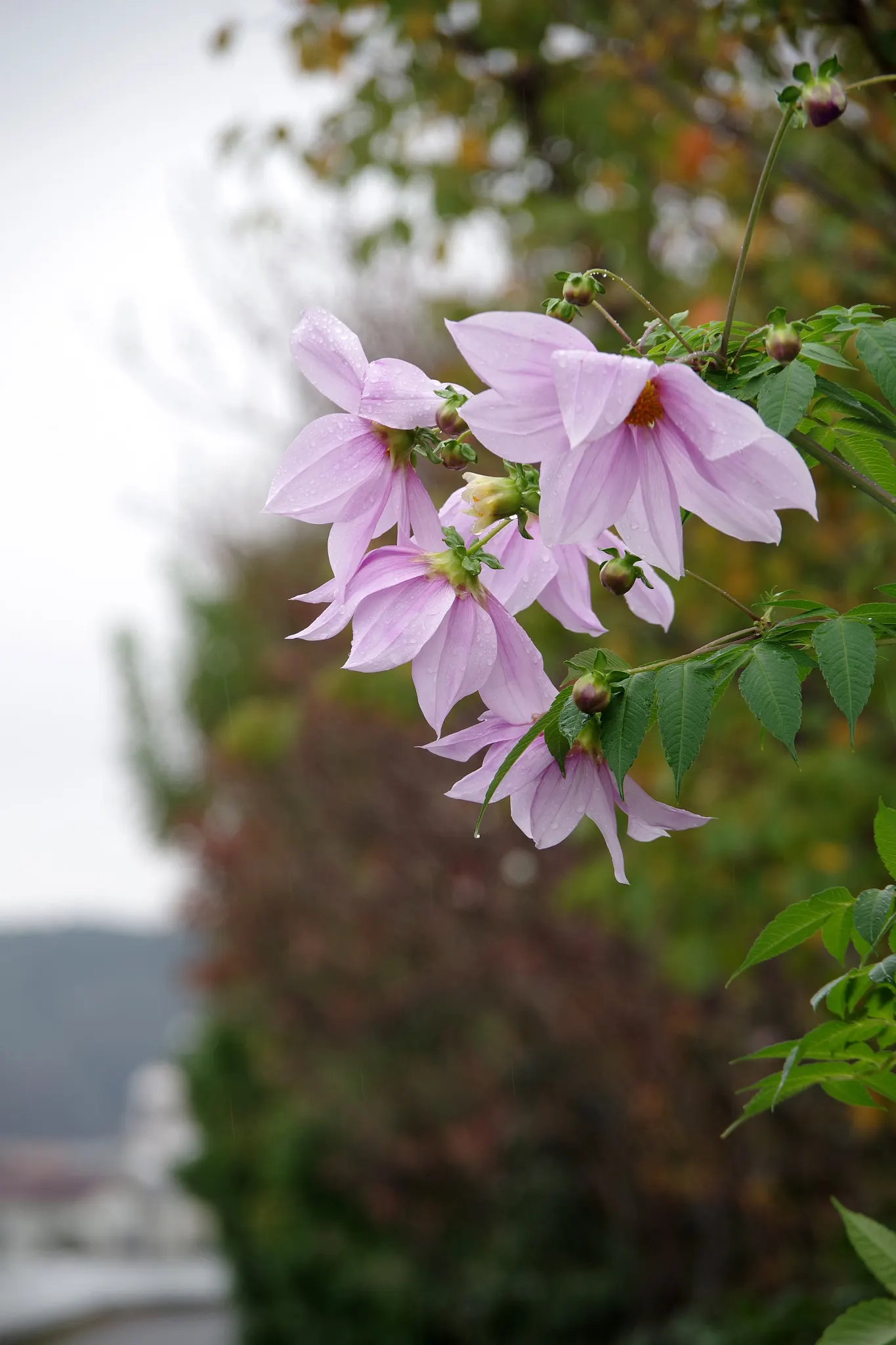 Tree Dahlia, Bell Or Candelabra Dah (Dahlia Imperialis) — commonly known as Tree Dahlia; the Tree Dahlia comes into its glory