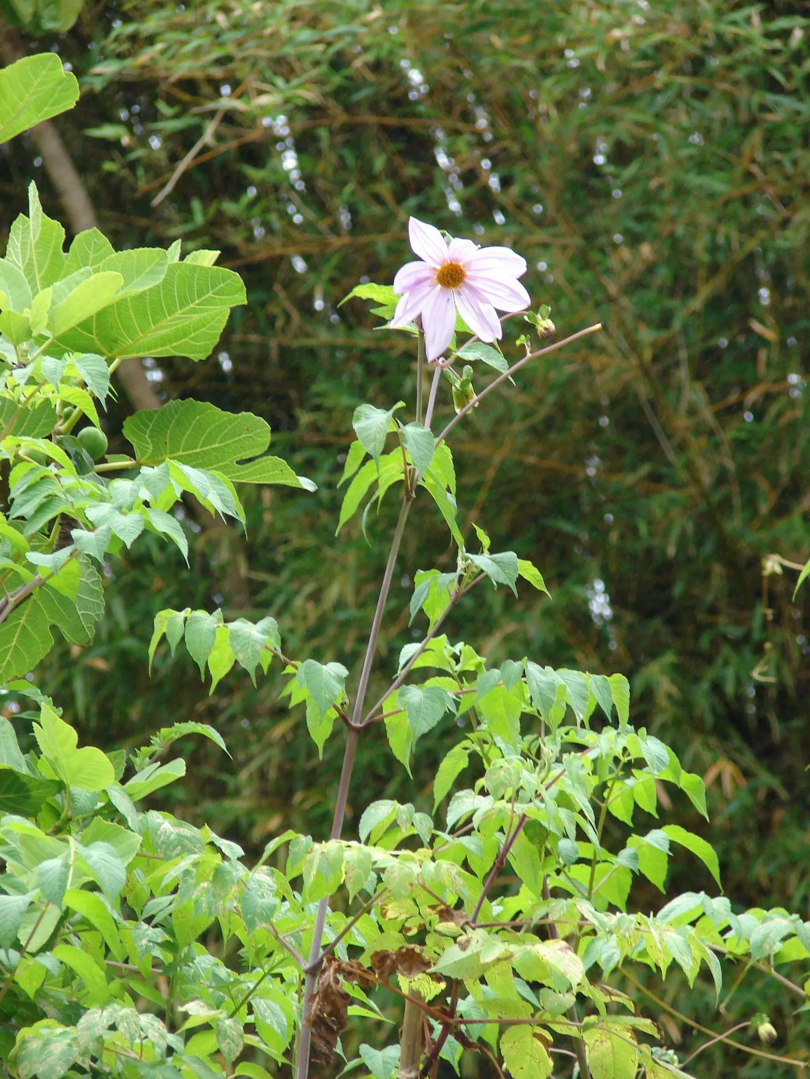 Tree Dahlia, Bell Or Candelabra Dah (Dahlia Imperialis) — each measuring roughly 6 to 8 inches across; frost-sensitive, it makes a stunning backdrop or accent