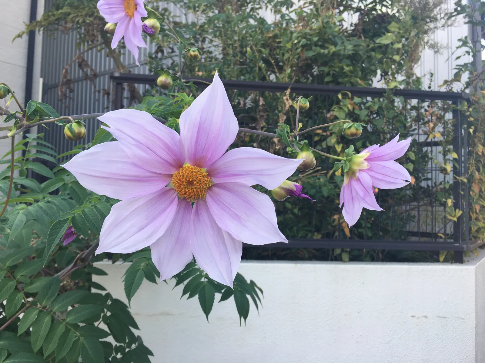 Tree Dahlia, Bell Or Candelabra Dah (Dahlia Imperialis) — which can reach diameters of 4 inches; this plant creates a striking visual statement and is sure to