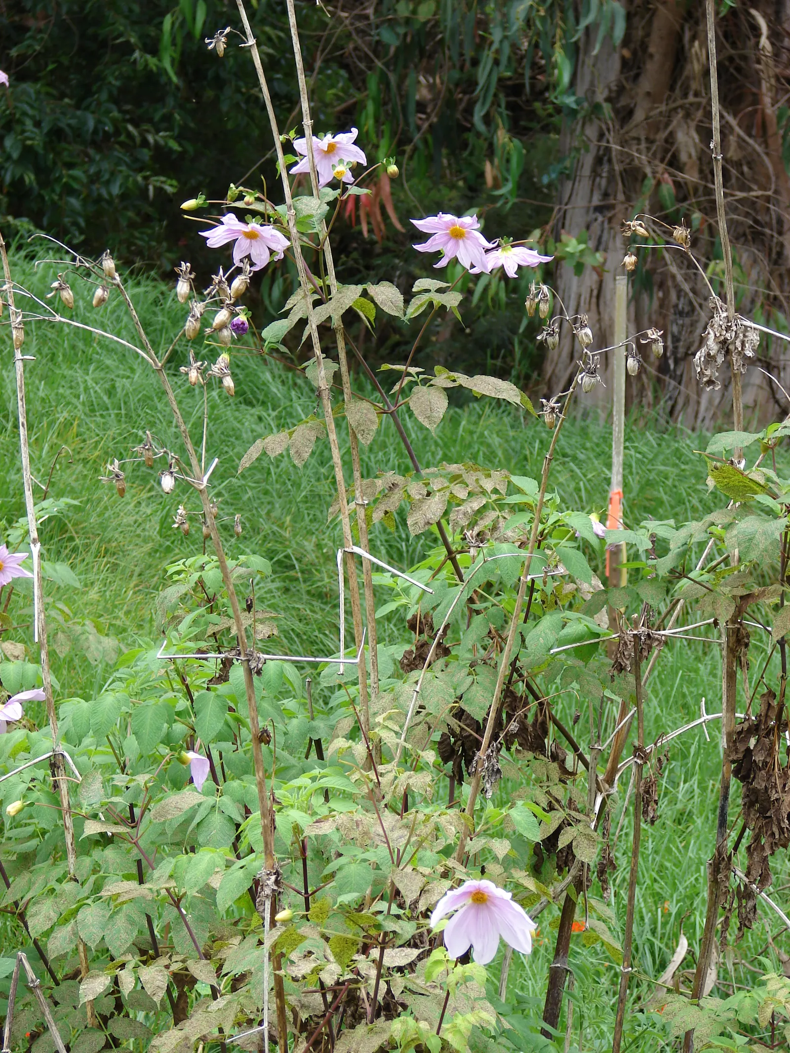 Tree Dahlia, Bell Or Candelabra Dah (Dahlia Imperialis) — Hailing from Central America and Colombia; boasts lofty heights of up to 20 ft, image 60