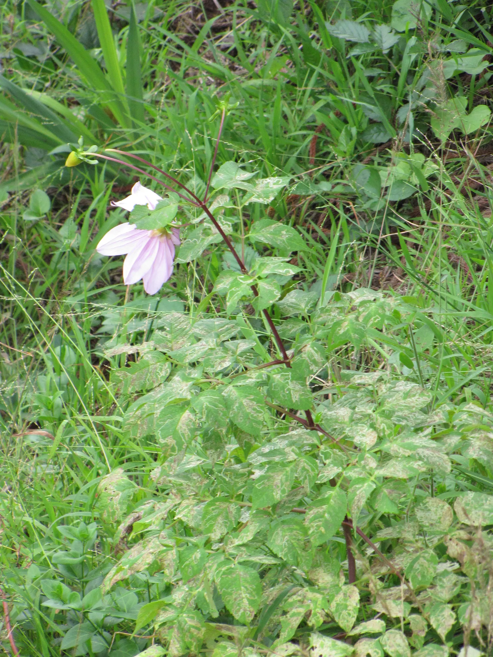 Tree Dahlia, Bell Or Candelabra Dah (Dahlia Imperialis) — though it is generally considered hardy in USDA zones 7 through 10.<br><br>Given its towering height