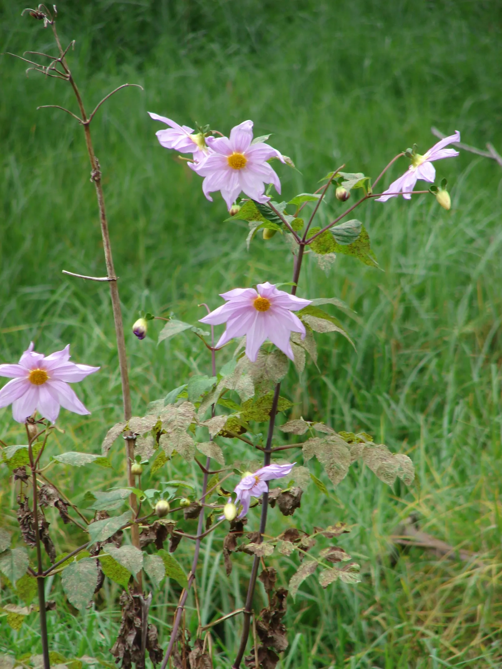 Tree Dahlia, Bell Or Candelabra Dah (Dahlia Imperialis) — Frost-sensitive, it makes a stunning backdrop or accent in a sheltered area of the garden