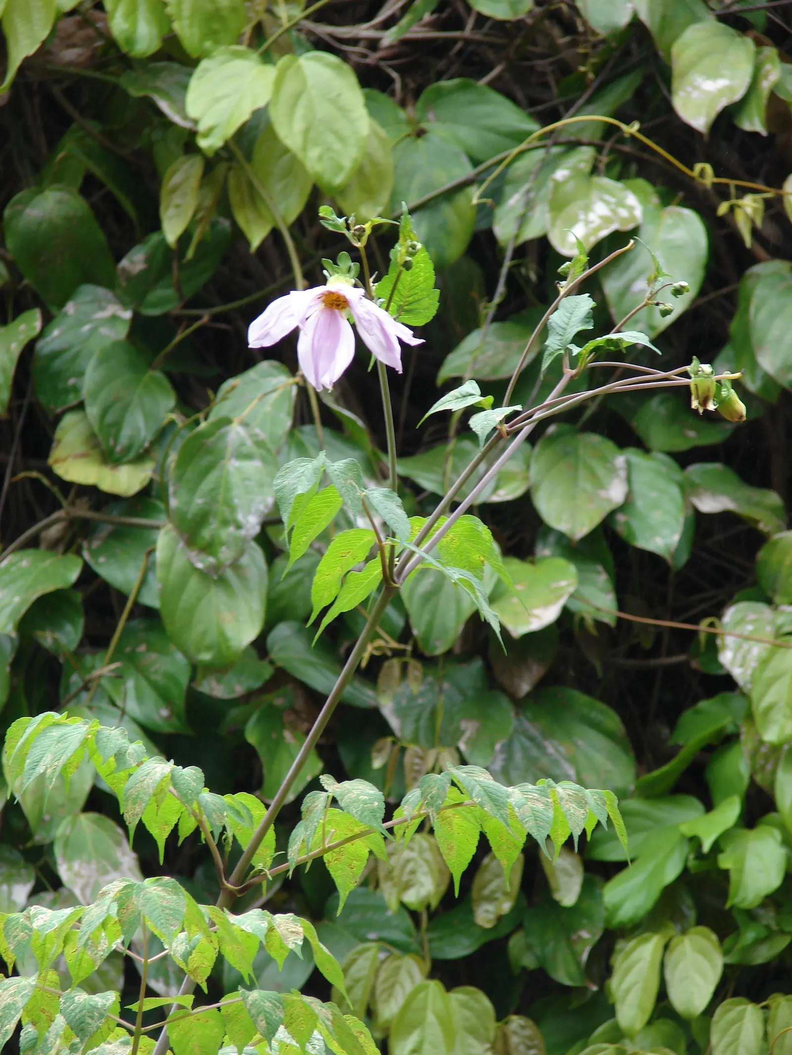 Tree Dahlia, Bell Or Candelabra Dah (Dahlia Imperialis) — though it is generally considered hardy in USDA zones 7 through 10.<br><br>Given its, image 46