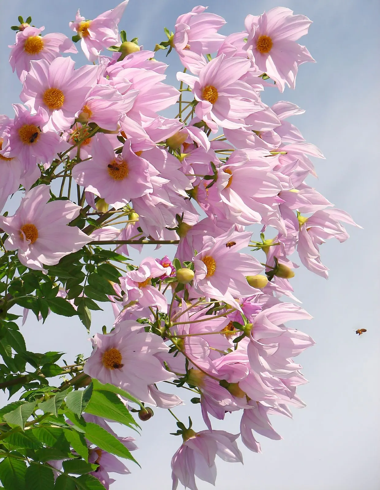 Tree Dahlia, Bell Or Candelabra Dah (Dahlia Imperialis) — the Tree Dahlia thrives in well-draining soil with regular watering; though it is moderately