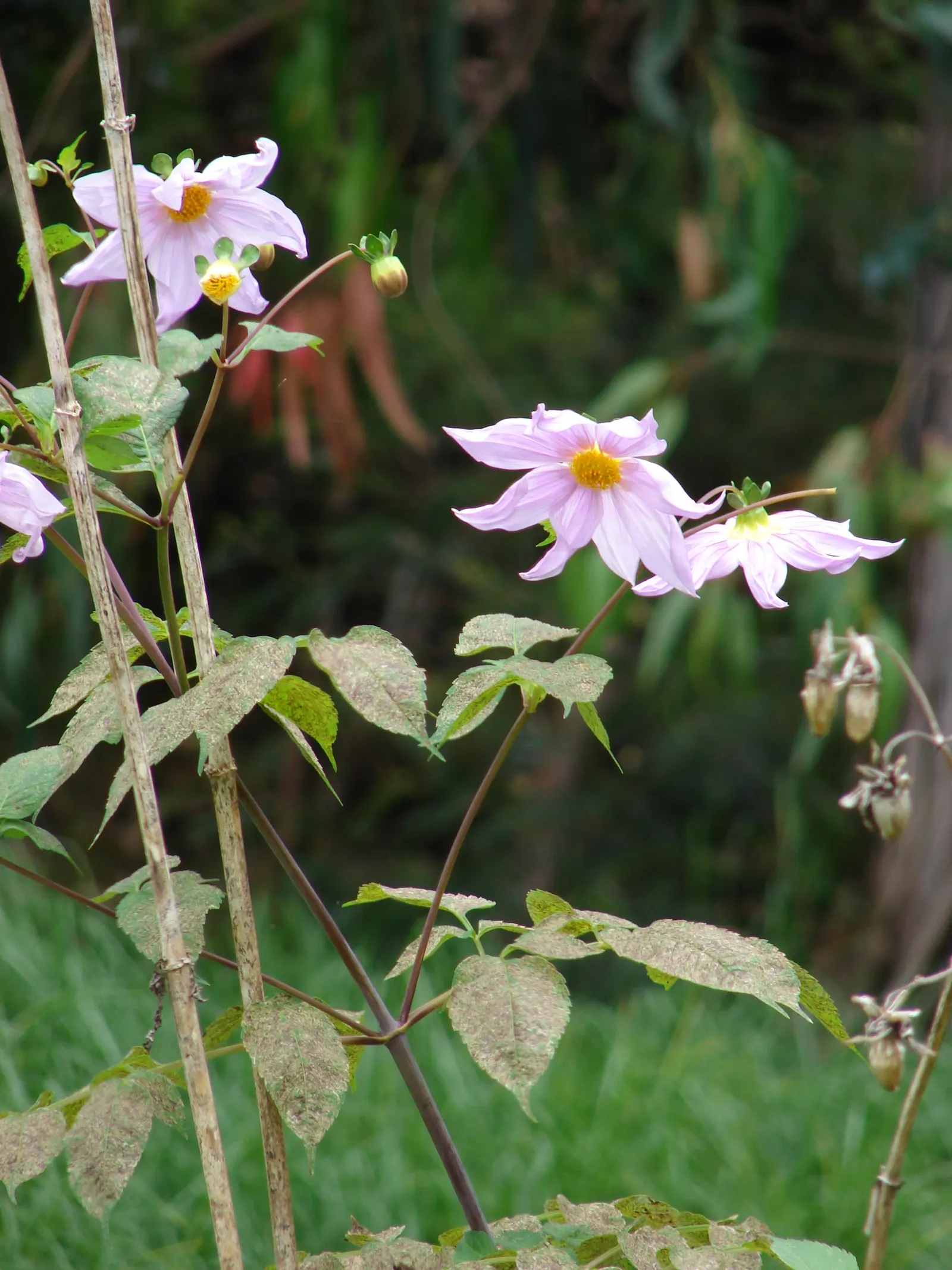 Tree Dahlia, Bell Or Candelabra Dah (Dahlia Imperialis) — just as many flowers begin to wane