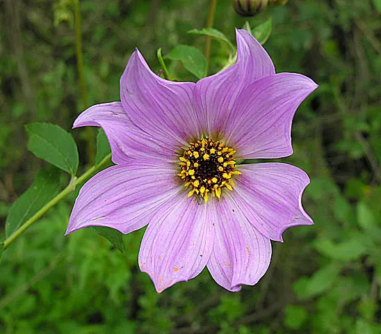 Tree Dahlia, Bell Or Candelabra Dah (Dahlia Imperialis) — The plant sports spectacular clusters of lavender; these blooms are perched atop the stems