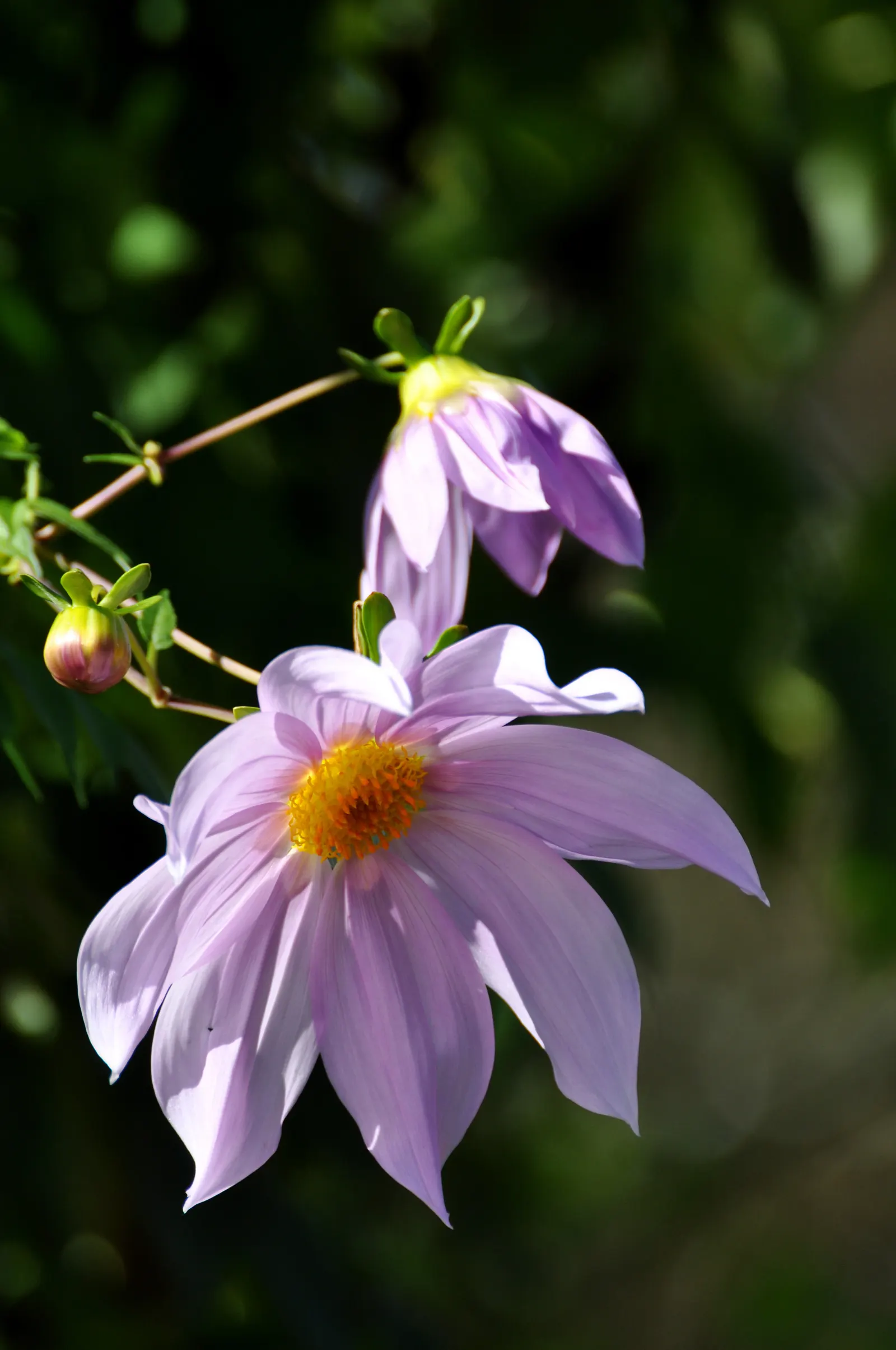 Tree Dahlia, Bell Or Candelabra Dah (Dahlia Imperialis) — delicate lavender to white blooms measuring 6-8 in across; which can reach diameters of 4, image 54