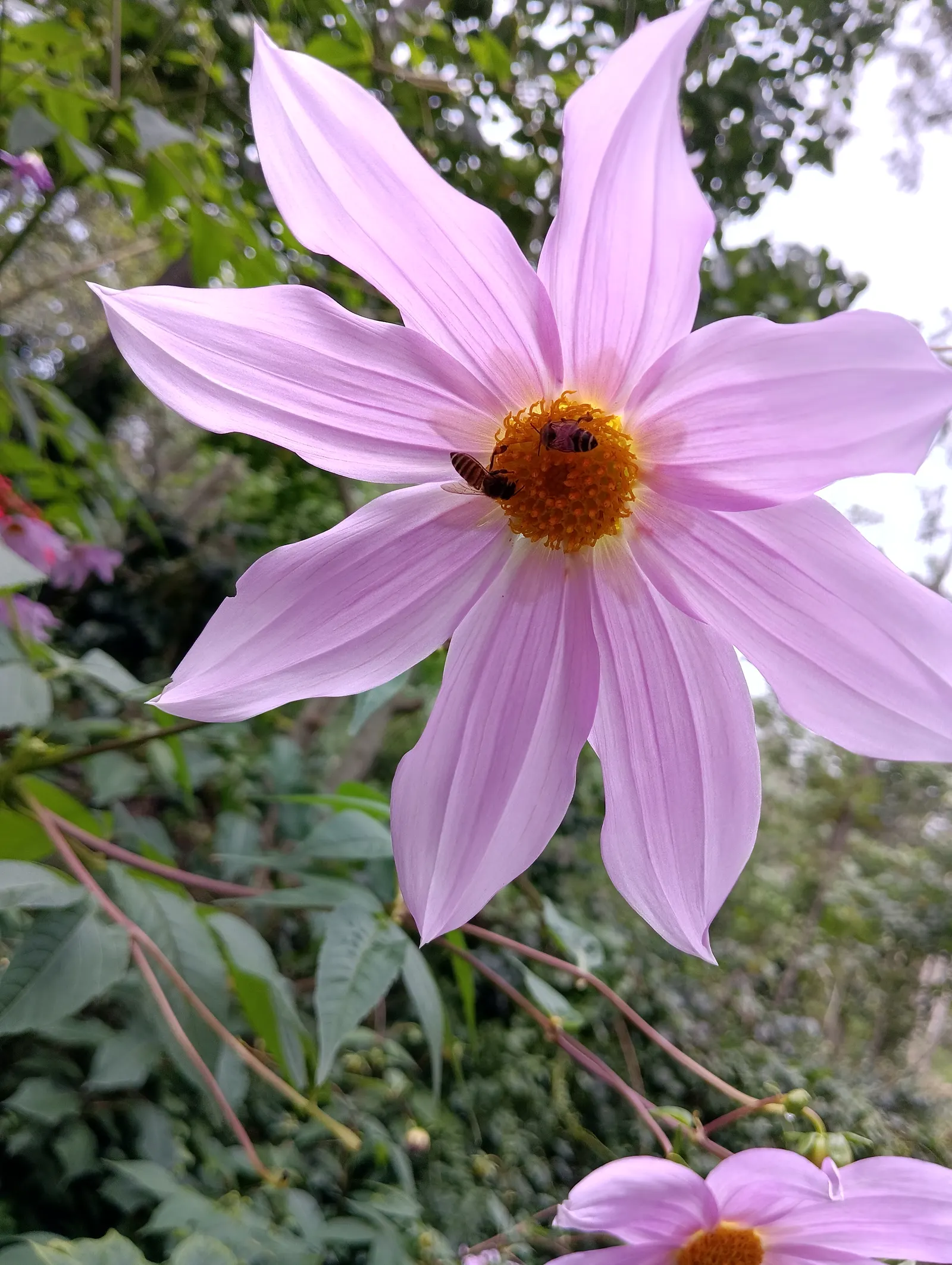 Tree Dahlia, Bell Or Candelabra Dah (Dahlia Imperialis) — Hailing from Central America and Colombia