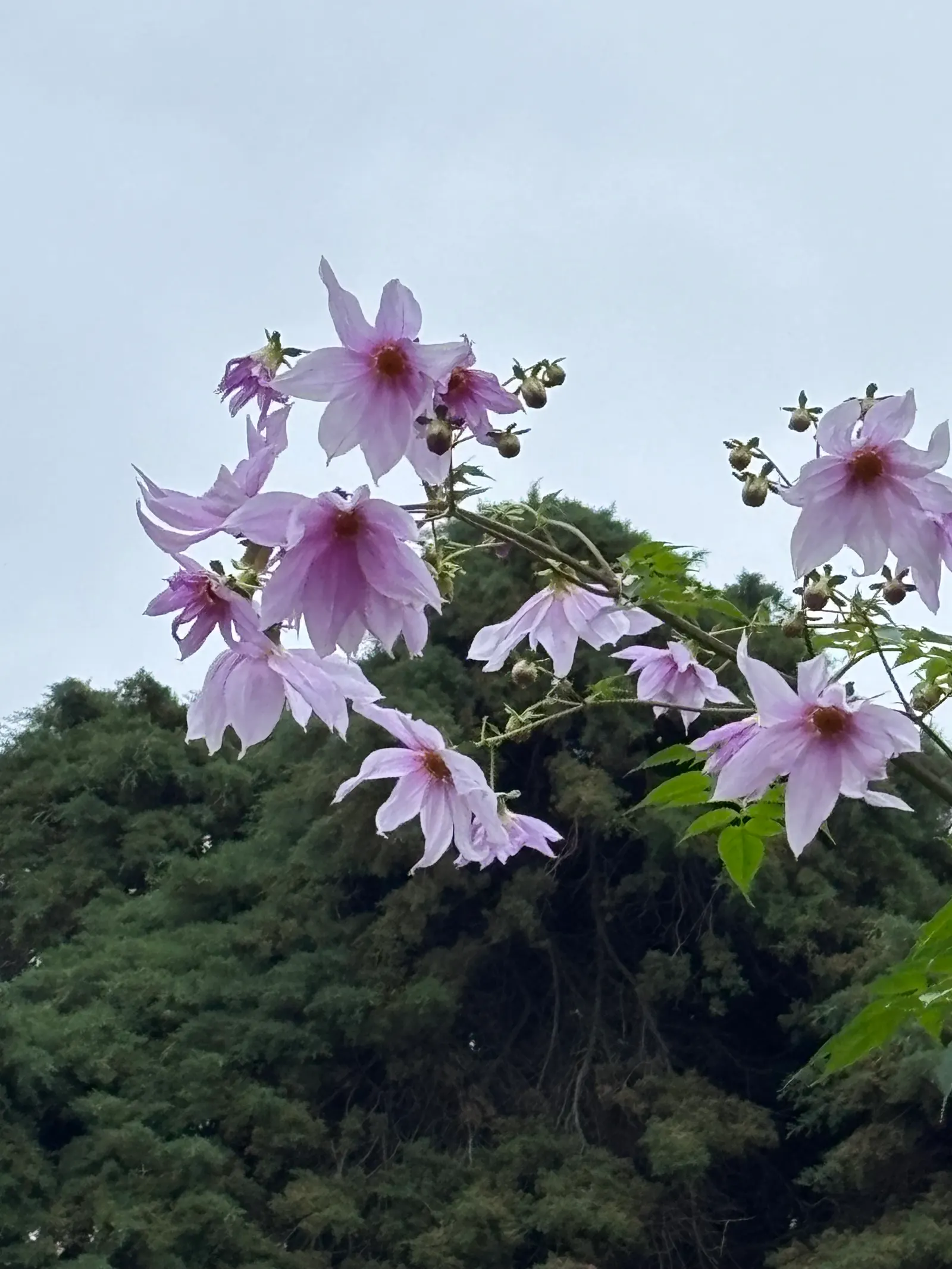 Tree Dahlia, Bell Or Candelabra Dah (Dahlia Imperialis) — perennial with multi-colored and purple blooms