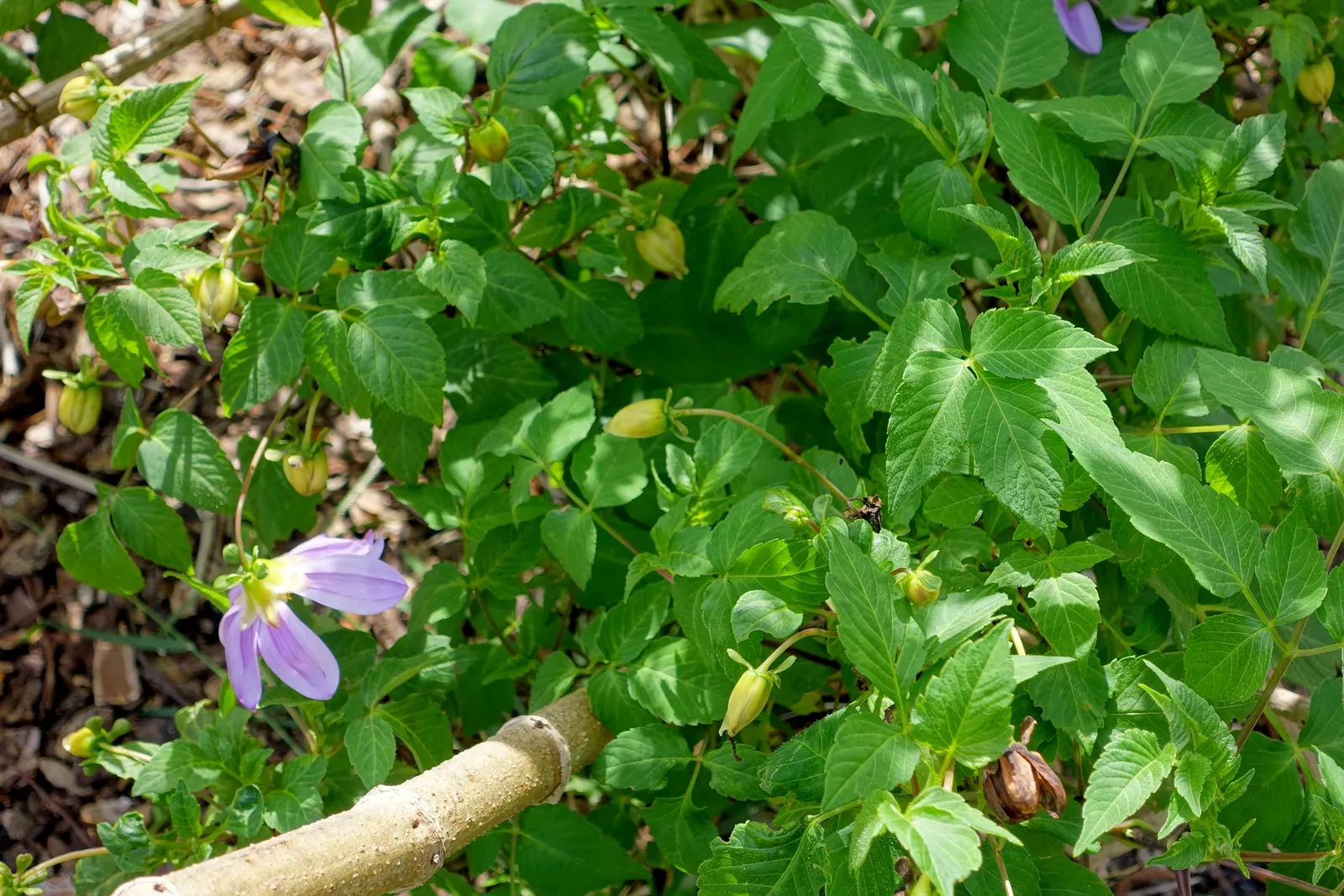 Tree Dahlia, Bell Or Candelabra Dah (Dahlia Imperialis) — The plant sports spectacular clusters of lavender