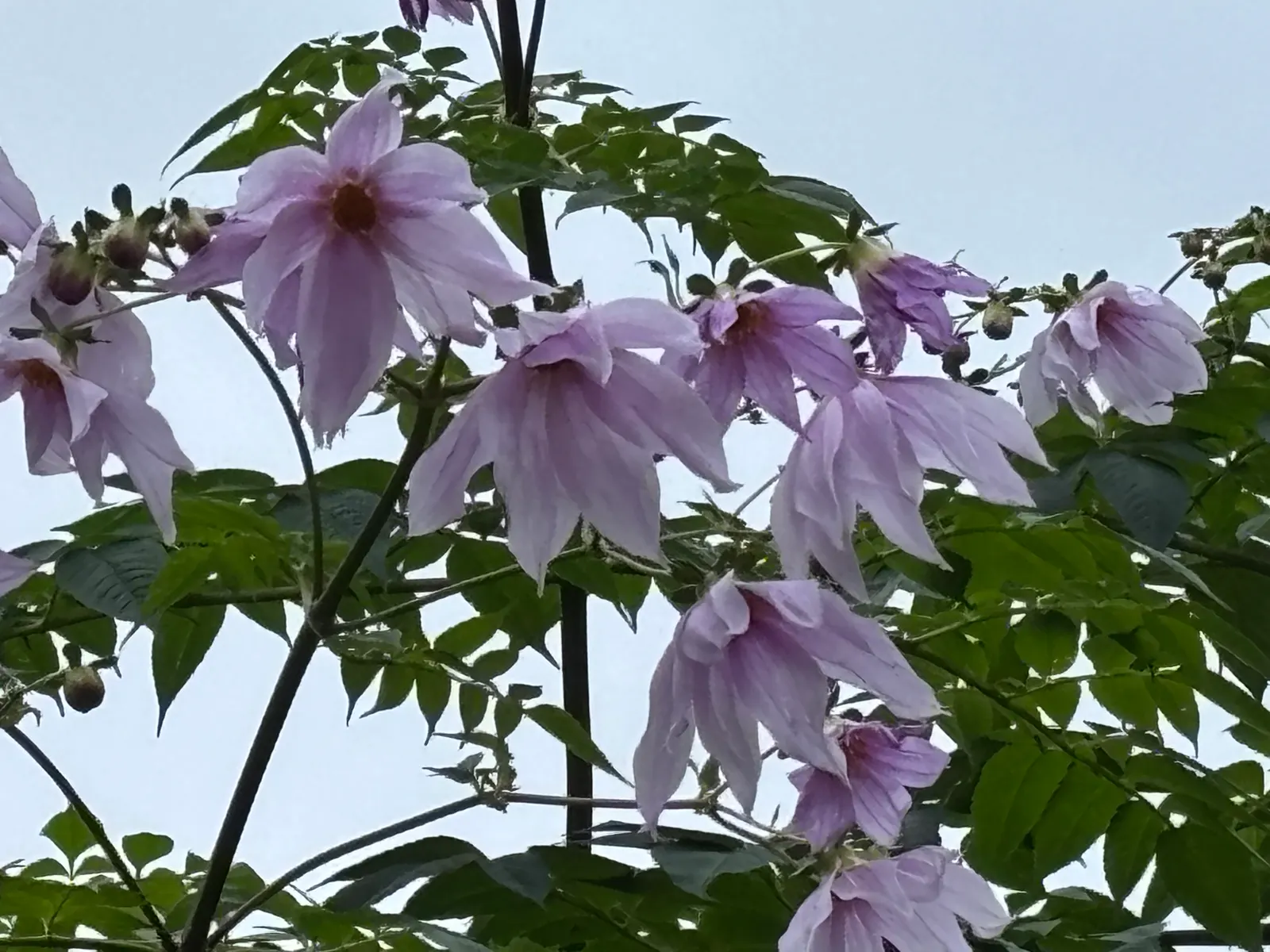 Tree Dahlia, Bell Or Candelabra Dah (Dahlia Imperialis) — the Tree Dahlia thrives in well-draining soil with regular watering