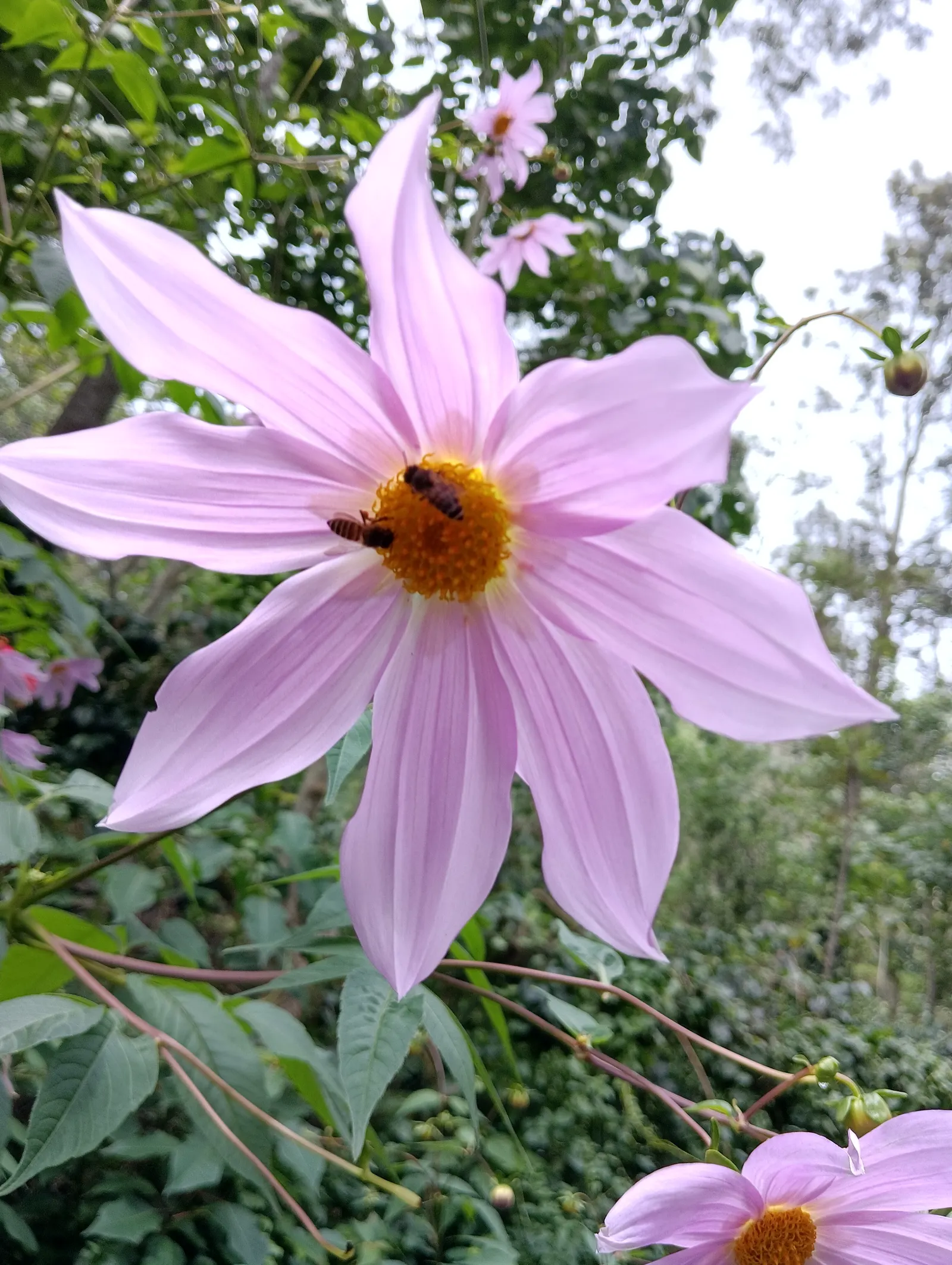 Tree Dahlia, Bell Or Candelabra Dah (Dahlia Imperialis) — each measuring roughly 6 to 8 inches across