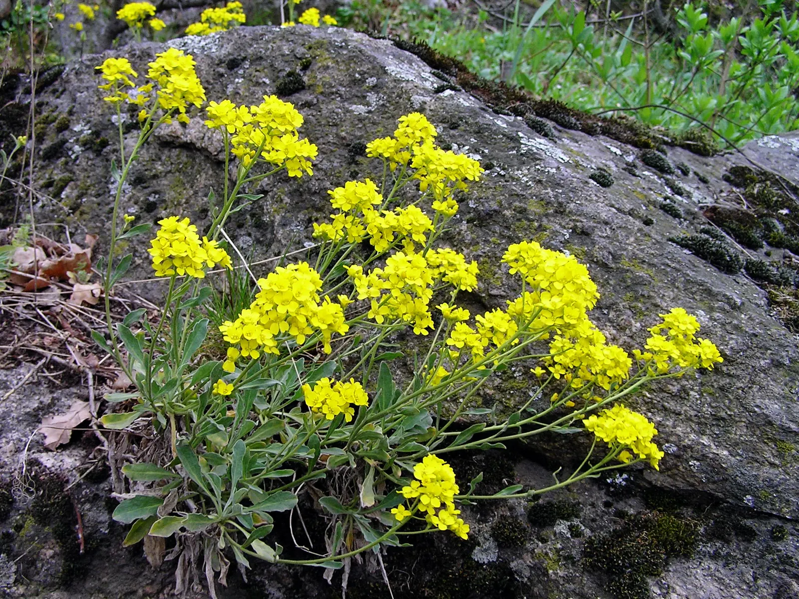 Basket Of Gold (Aurinia Saxatilis) — although the most prolific flowering is achieved under full sun exposure