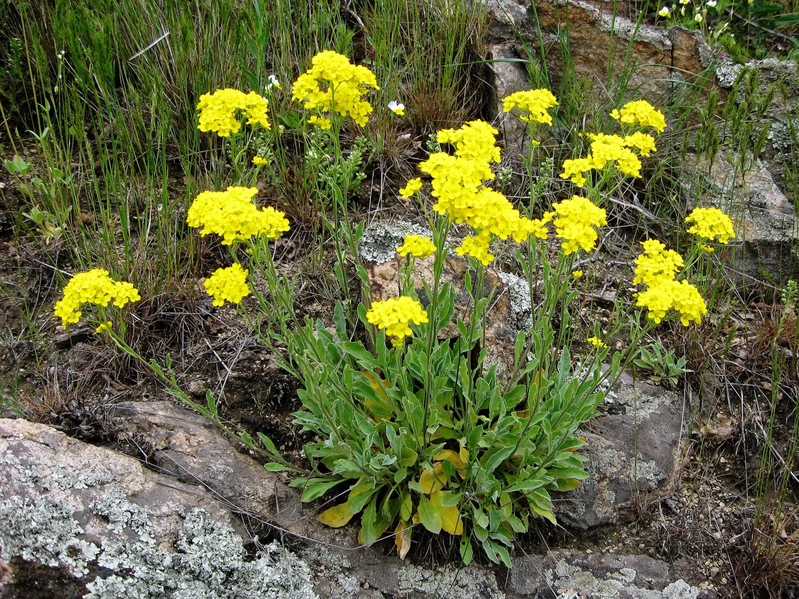 Basket Of Gold (Aurinia Saxatilis) — Incorporate the Basket of Gold into rock gardens