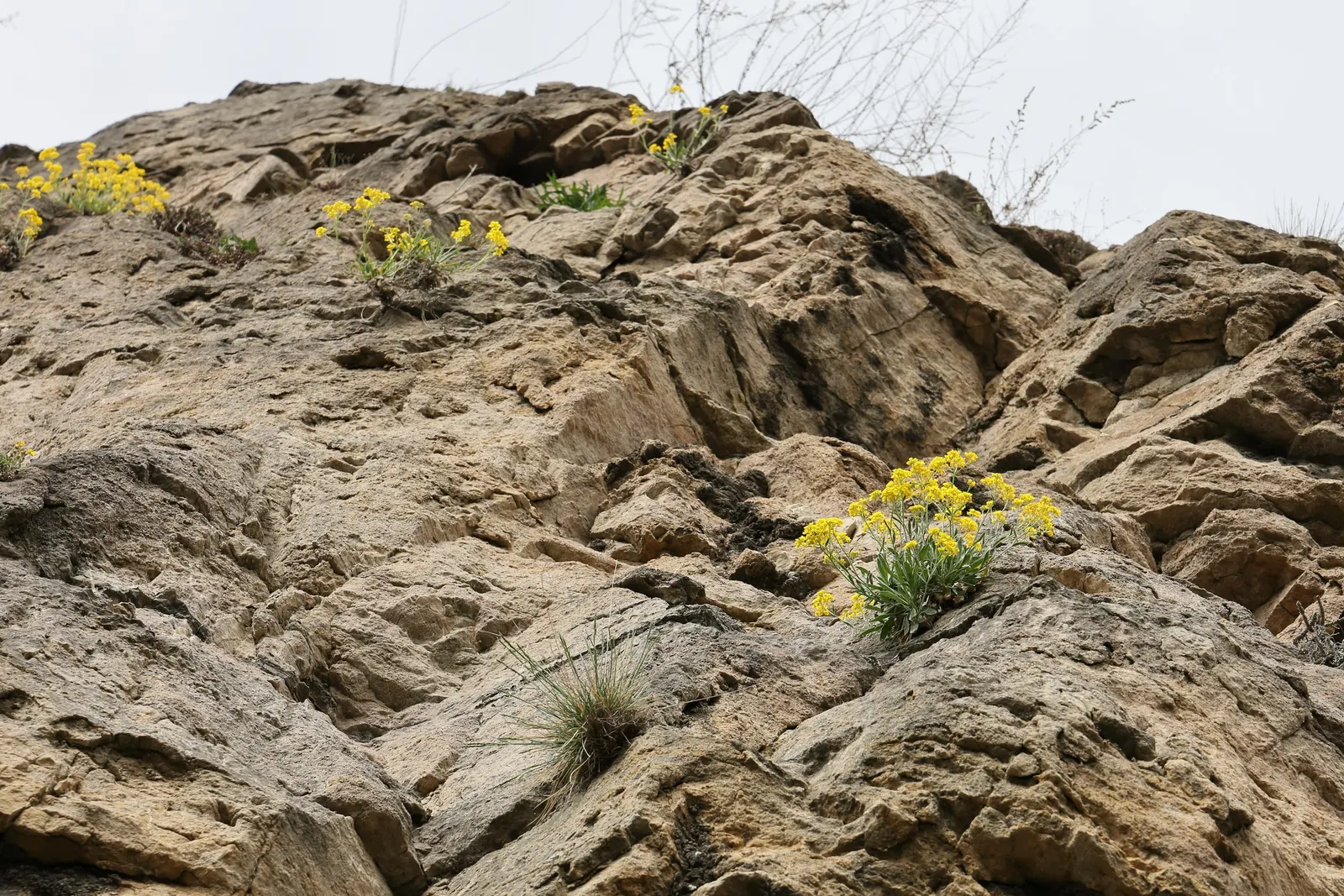 Basket Of Gold (Aurinia Saxatilis) — This charming perennial resists most pests and diseases; perennial with gold and yellow blooms, image 60