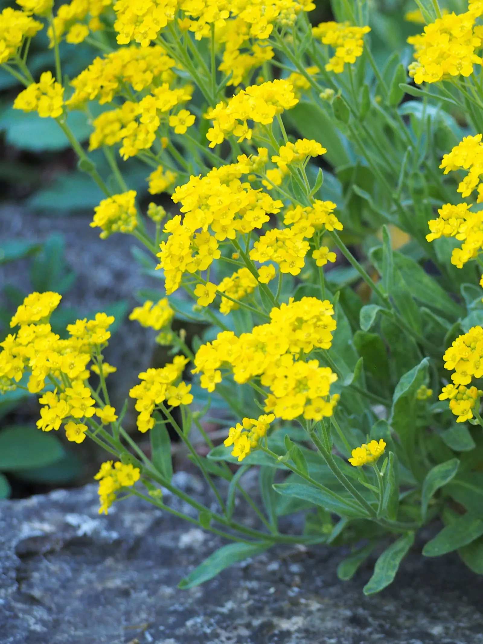 Basket Of Gold (Aurinia Saxatilis) — This charming perennial resists most pests and diseases