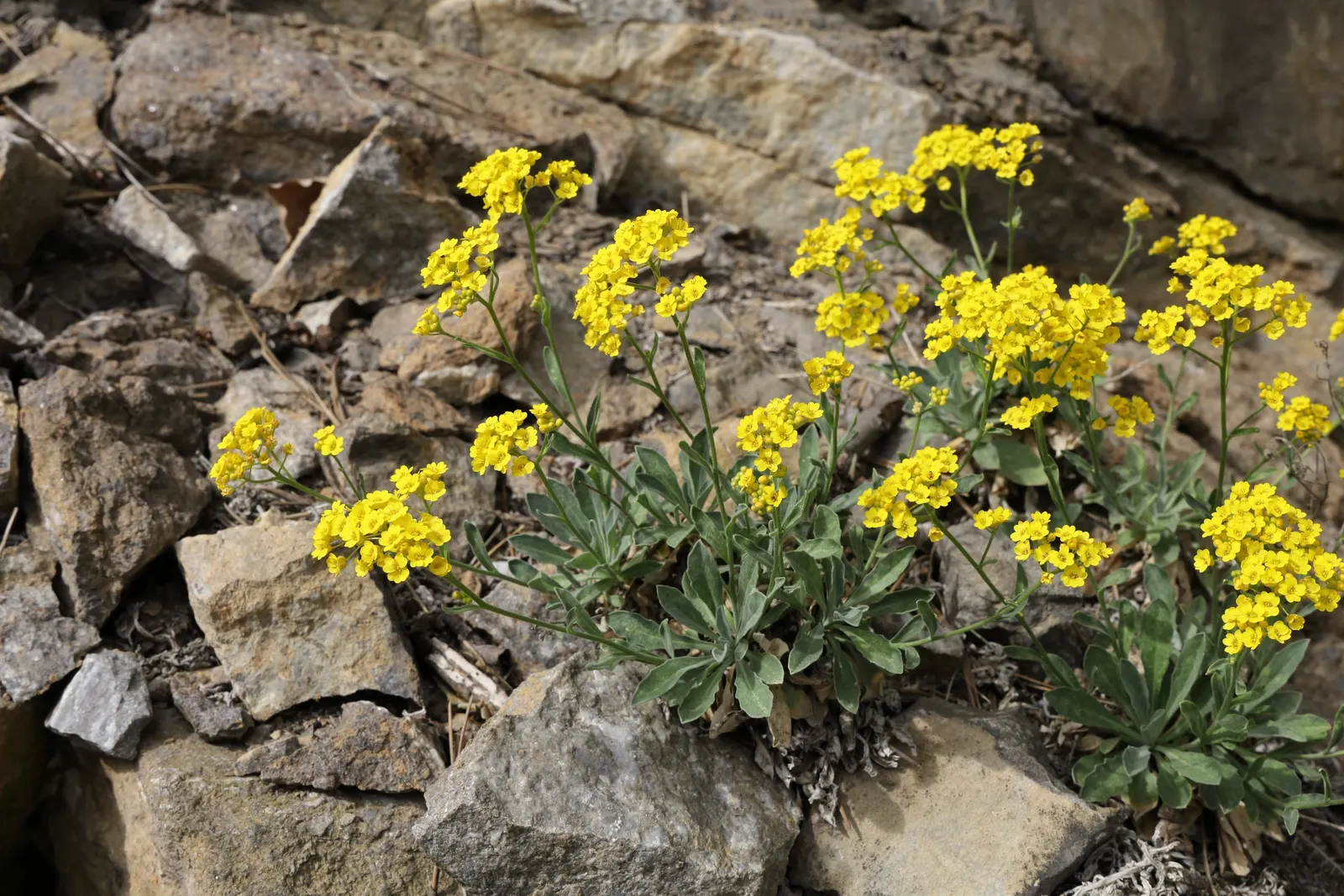 Basket Of Gold (Aurinia Saxatilis) — perennial with gold and yellow blooms; although the most prolific flowering is achieved under full sun exposure