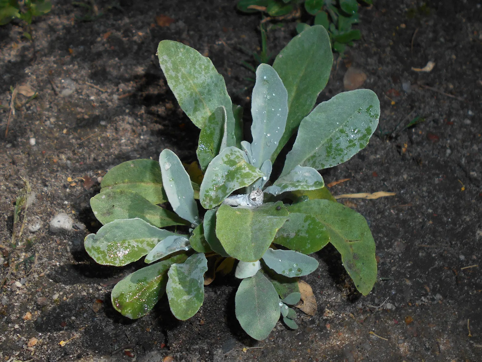 Basket Of Gold (Aurinia Saxatilis) — perennial with gold and yellow blooms; although the most prolific flowering is achieved under full sun exposure, image 65