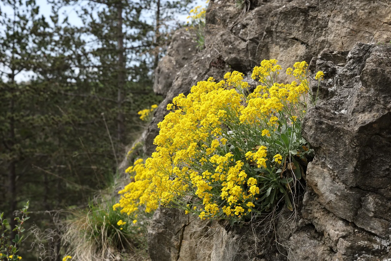 Basket Of Gold (Aurinia Saxatilis) — ensuring it remains an effortless highlight in any landscape design; scientifically known as Aurinia saxatilis, image 61
