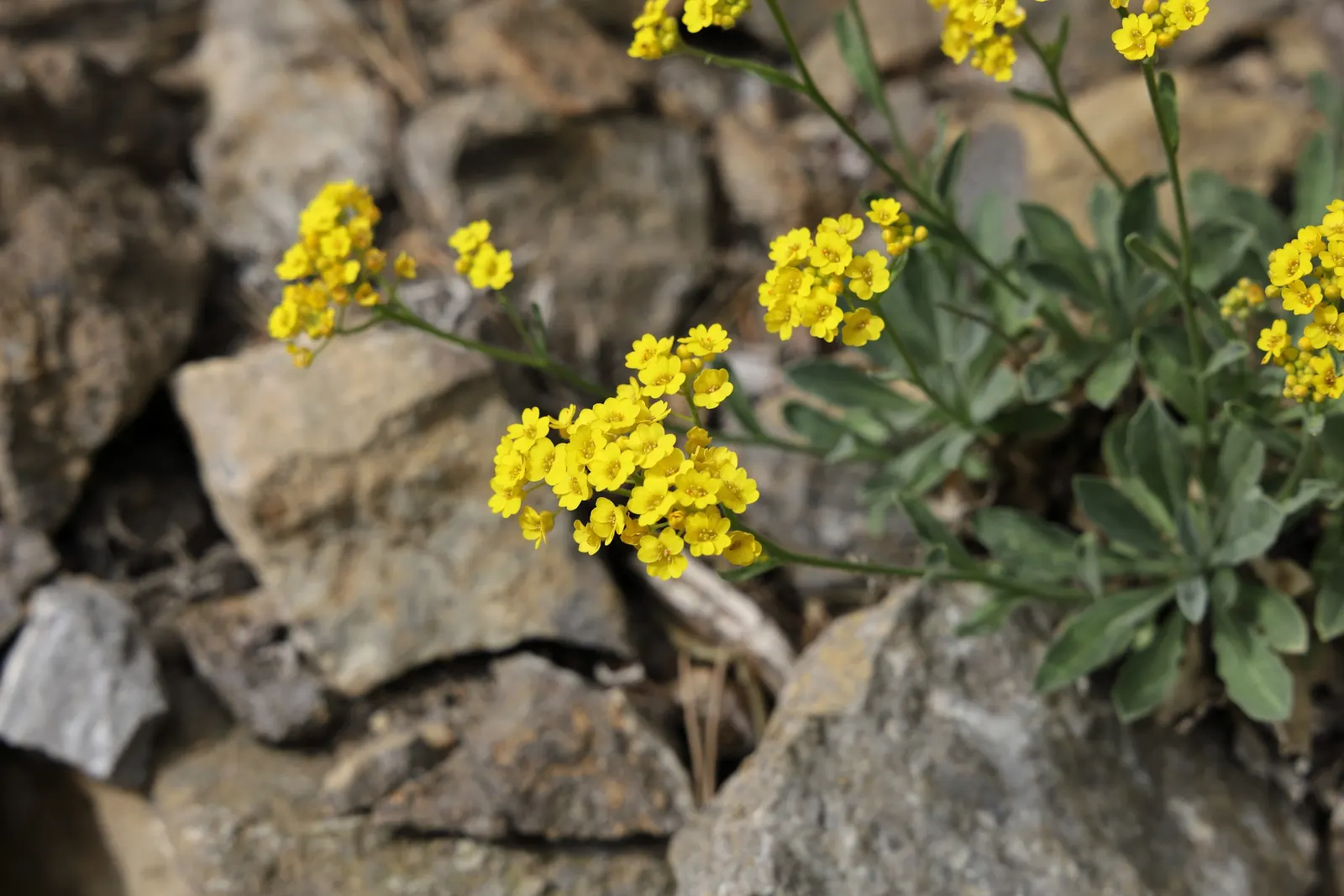 Basket Of Gold (Aurinia Saxatilis) — The foliage contrasts the bright blooms with its gray-green hue; thriving in USDA Hardiness Zones 3 to 7, image 77