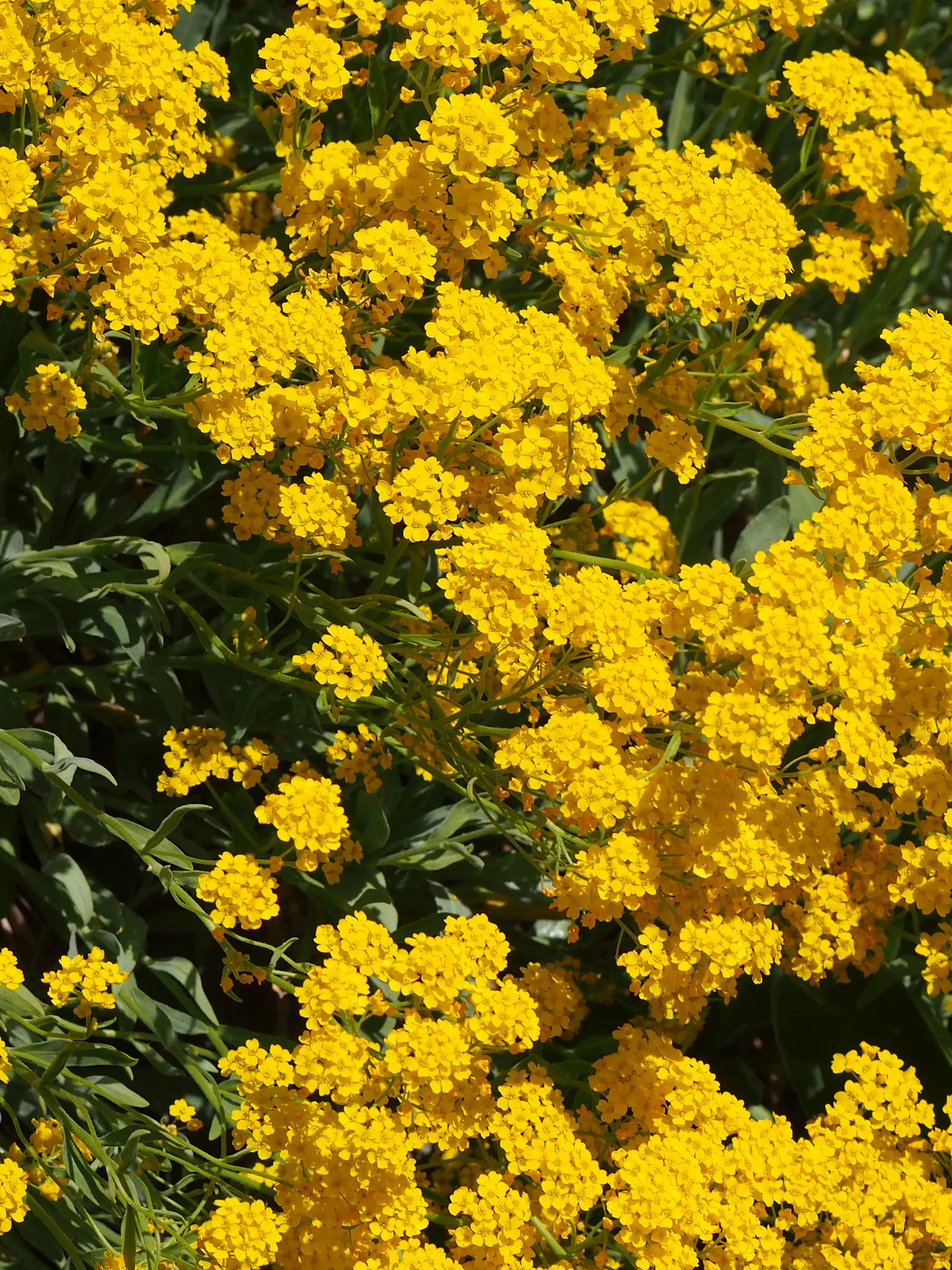 Basket Of Gold (Aurinia Saxatilis) — or as an accent in mixed borders for a guaranteed burst from its brilliant yellow blooms each year